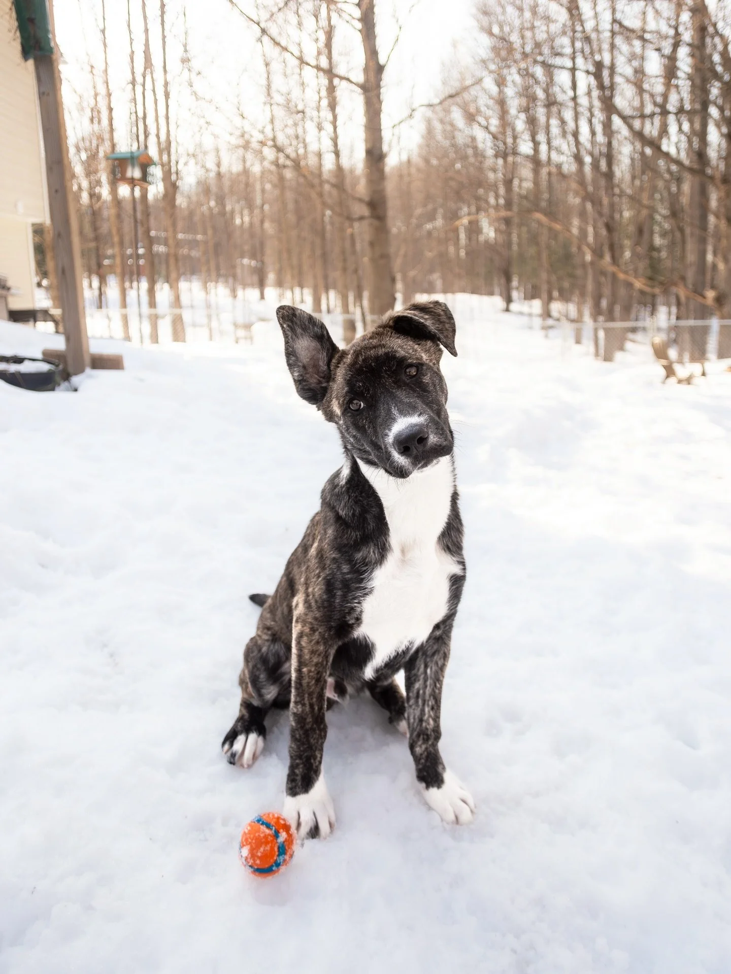 Our current foster pup (NOT this dog) is almost ready to go up for adoption! Since I can&rsquo;t share photos of him juuust yet, here&rsquo;s a throwback to our foster from last winter, Conway. 🐾 

Every foster dog we welcome into our home brings ne
