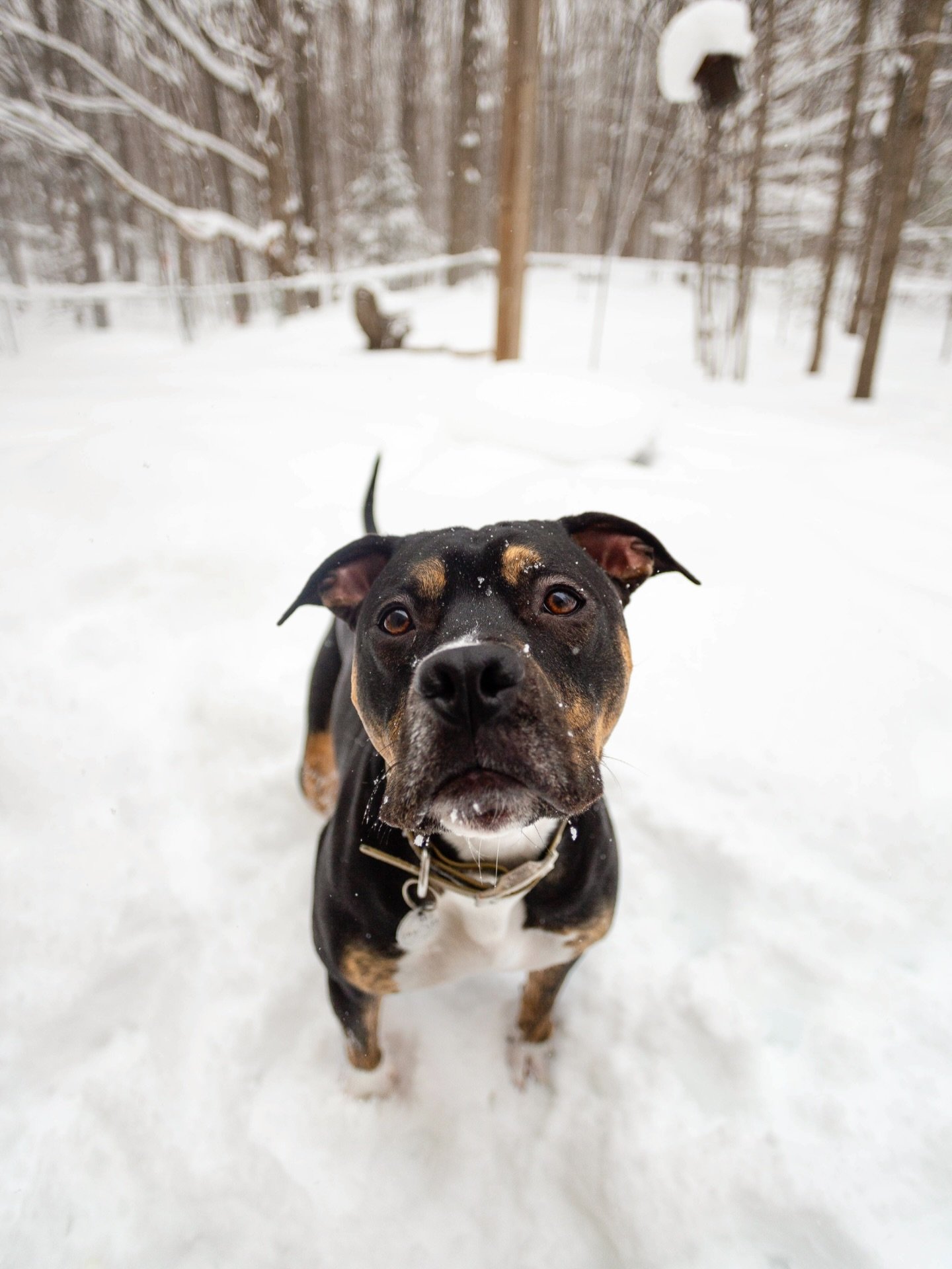 Life lately&hellip;

❄️ Michigan has been snowy, frigid cold, rainy, sunny, and then cold again. 

🐾 Staying super busy with our current foster puppy. Hard to believe he&rsquo;s been here for over 5 weeks already &ndash; just a few more until he&rsq