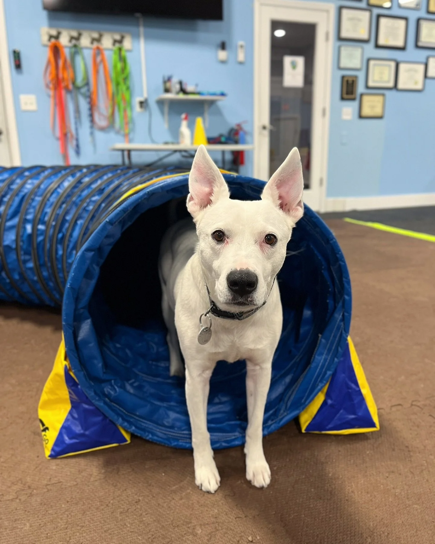 Posting on social media feels so daunting these days... The world is on fire. Life is busy. Etc. 🤣 But here&rsquo;s to dogs for being a bright spot!

#playwithyourdog