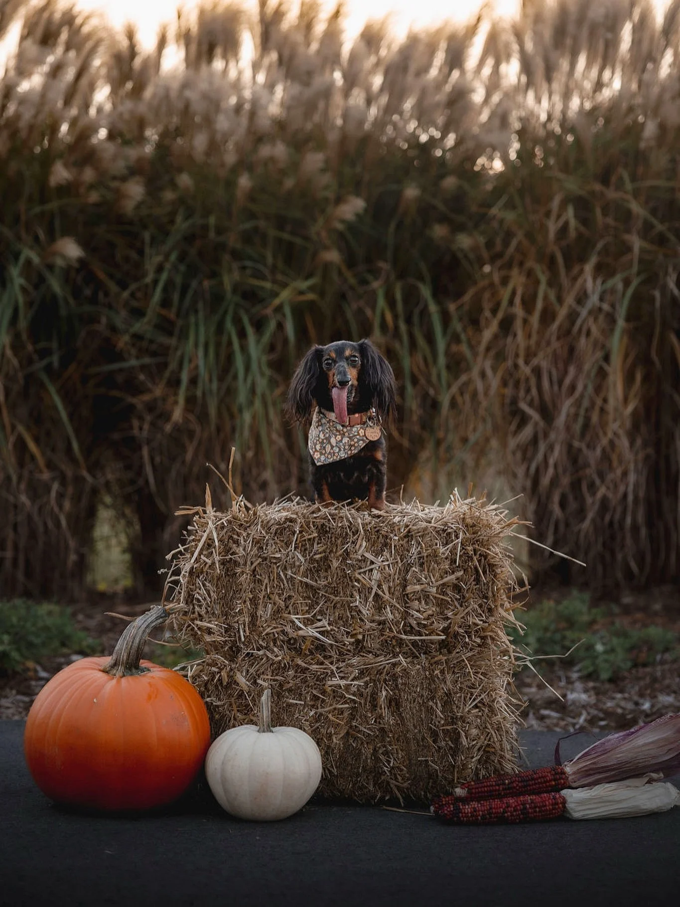 Happy Halloweenie from the prettiest pumpkin in the patch. 🎃👻