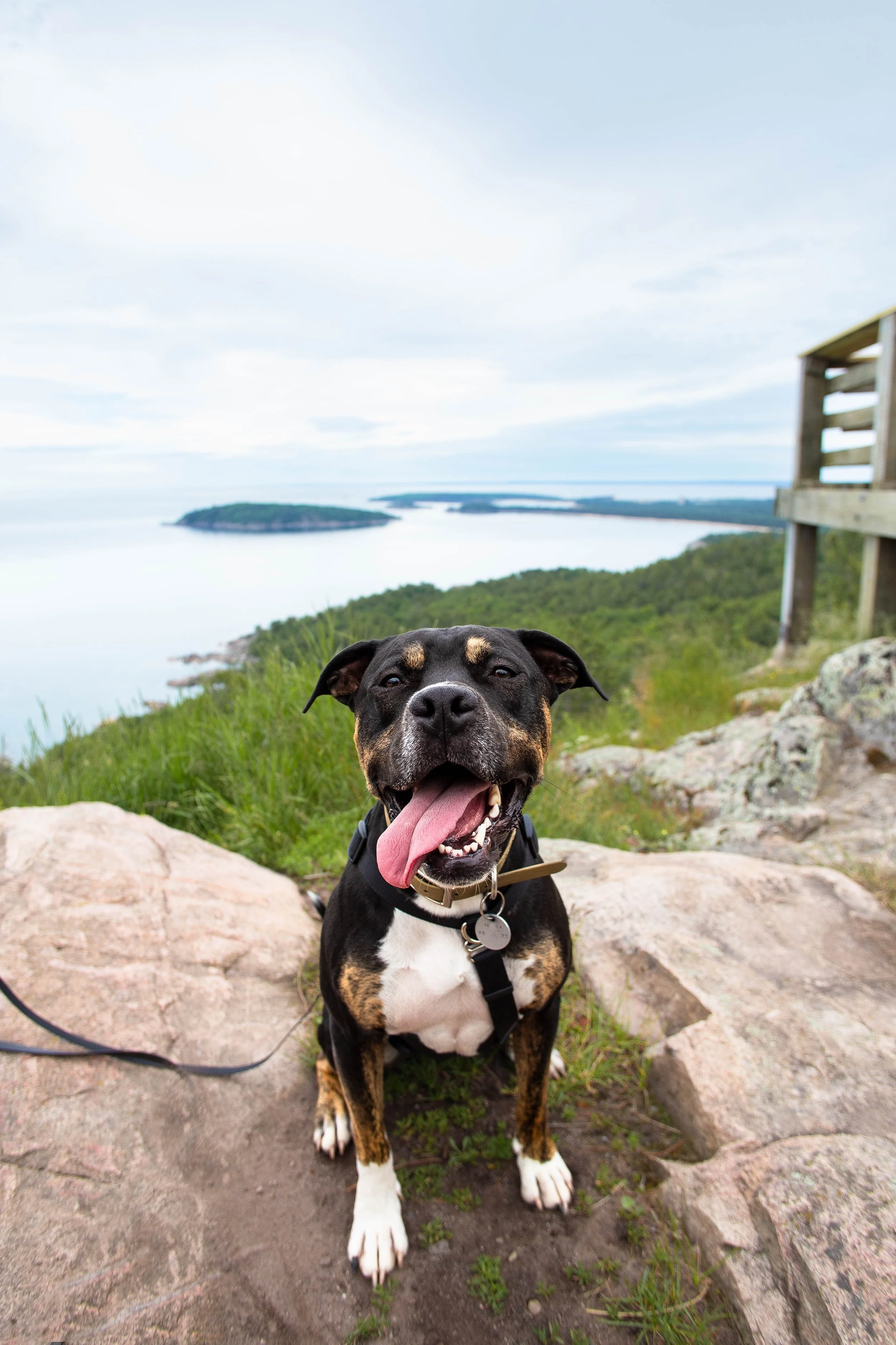 Happy black and brown dog sitting on rocks with tongue out, overlooking a scenic landscape of water, islands, and greenery from a high vantage point. The dog also has a white chest and white paws.