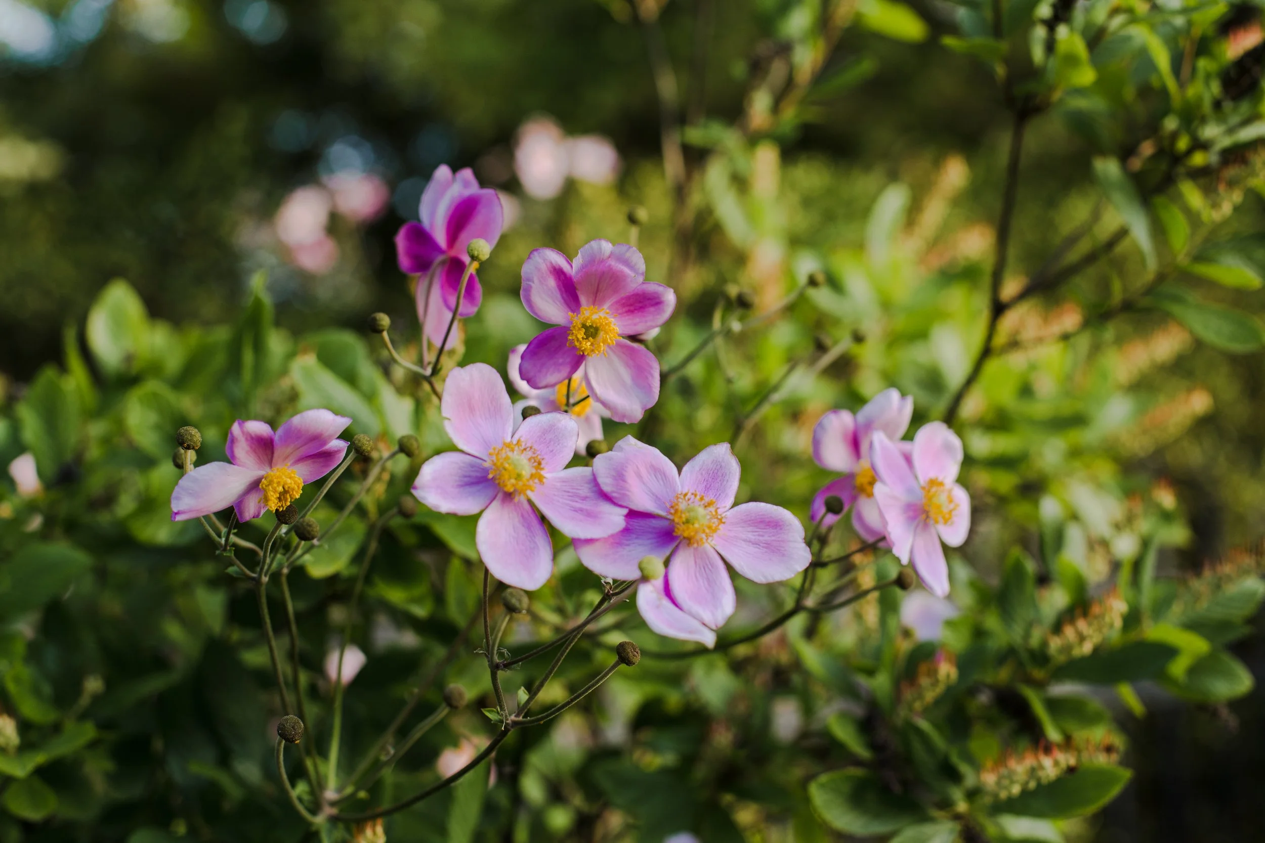 Pink and white flowers blooming on a green shrub in a garden.