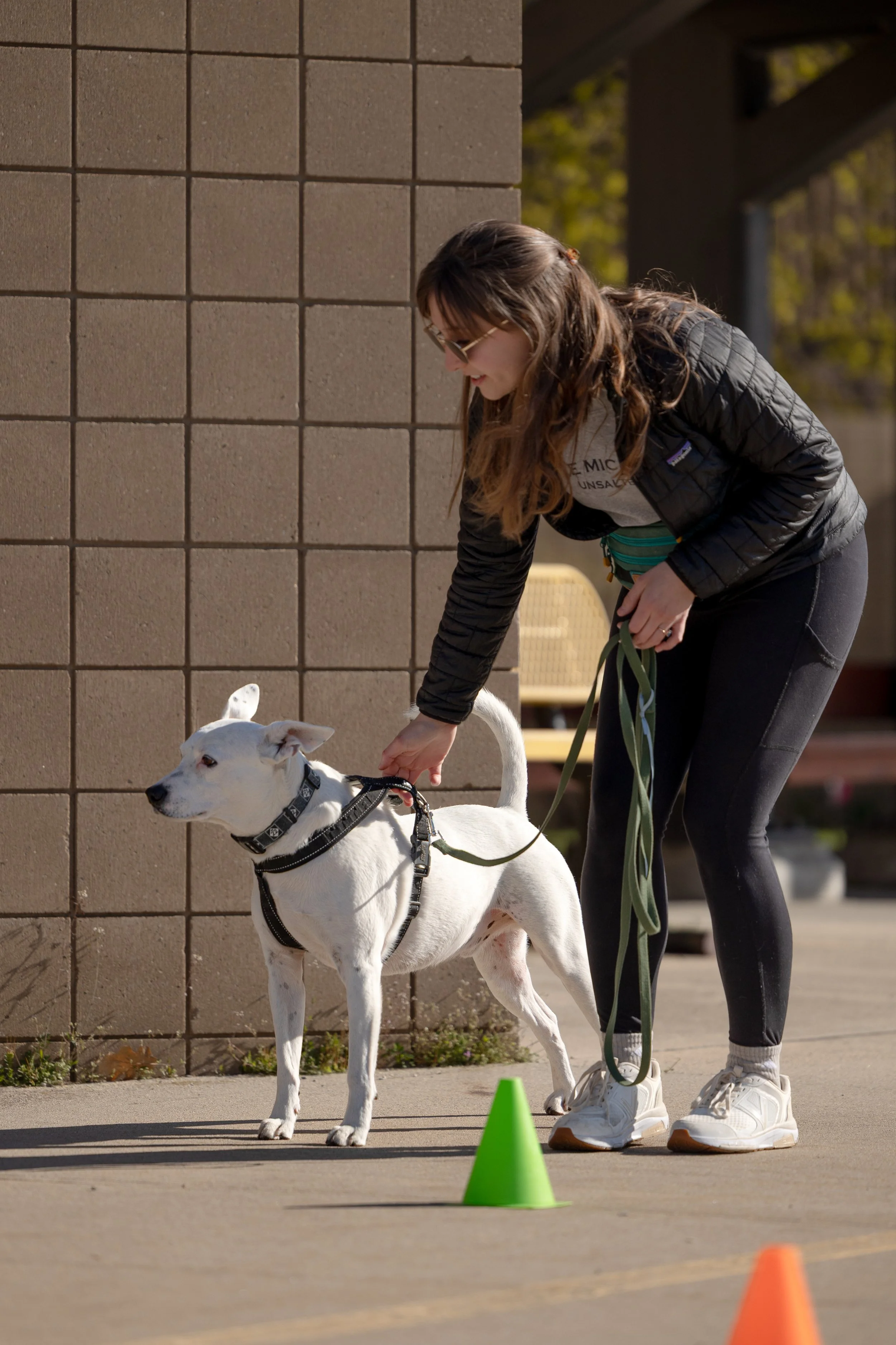 A woman in athletic clothing and sunglasses is training a white dog in scent detection outdoors near a brick wall, with green and orange cones on the ground.