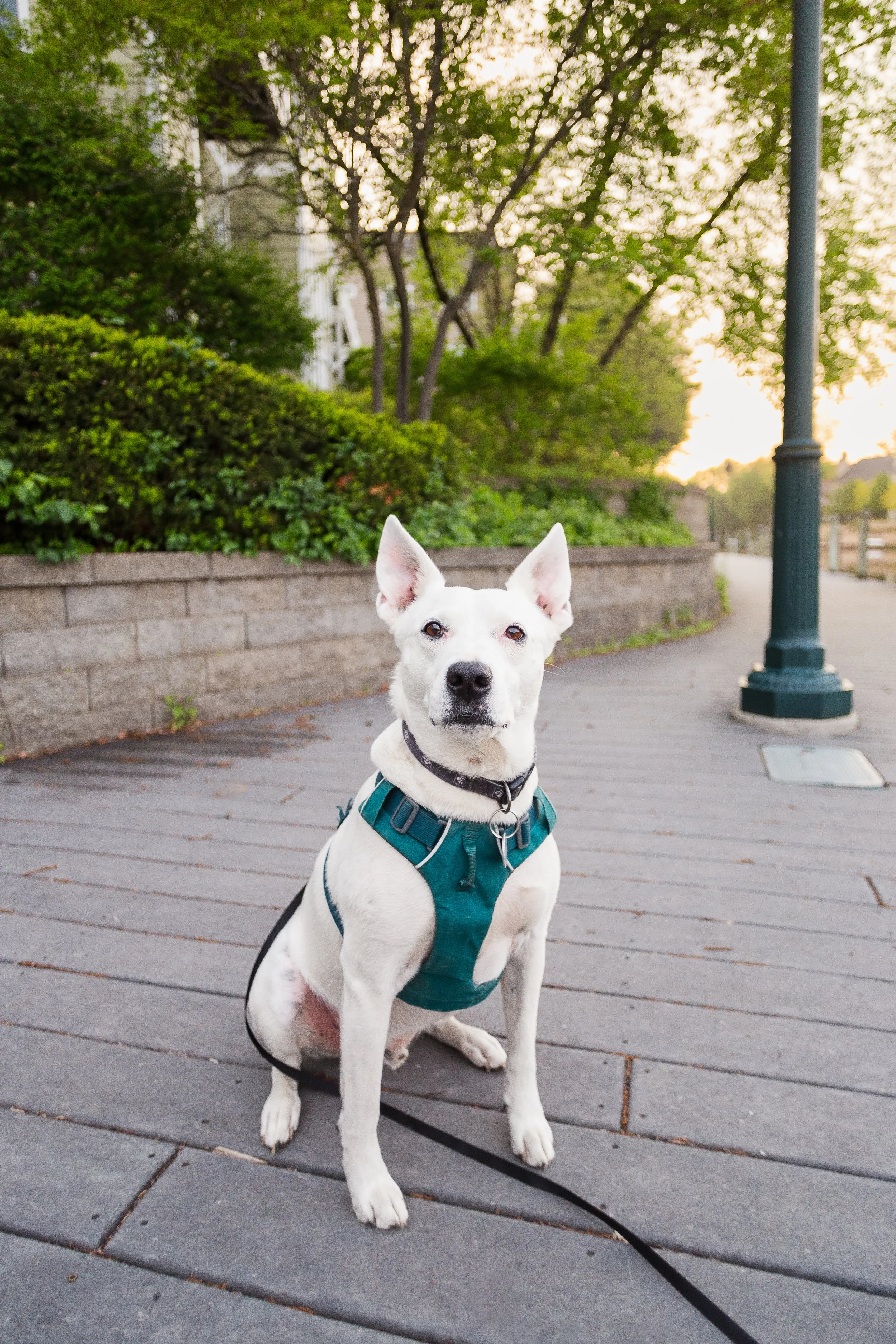 A white dog with pointy ears sitting on a paved sidewalk in a park at sunset, wearing a teal-colored harness and collar, with trees and a lamppost in the background.