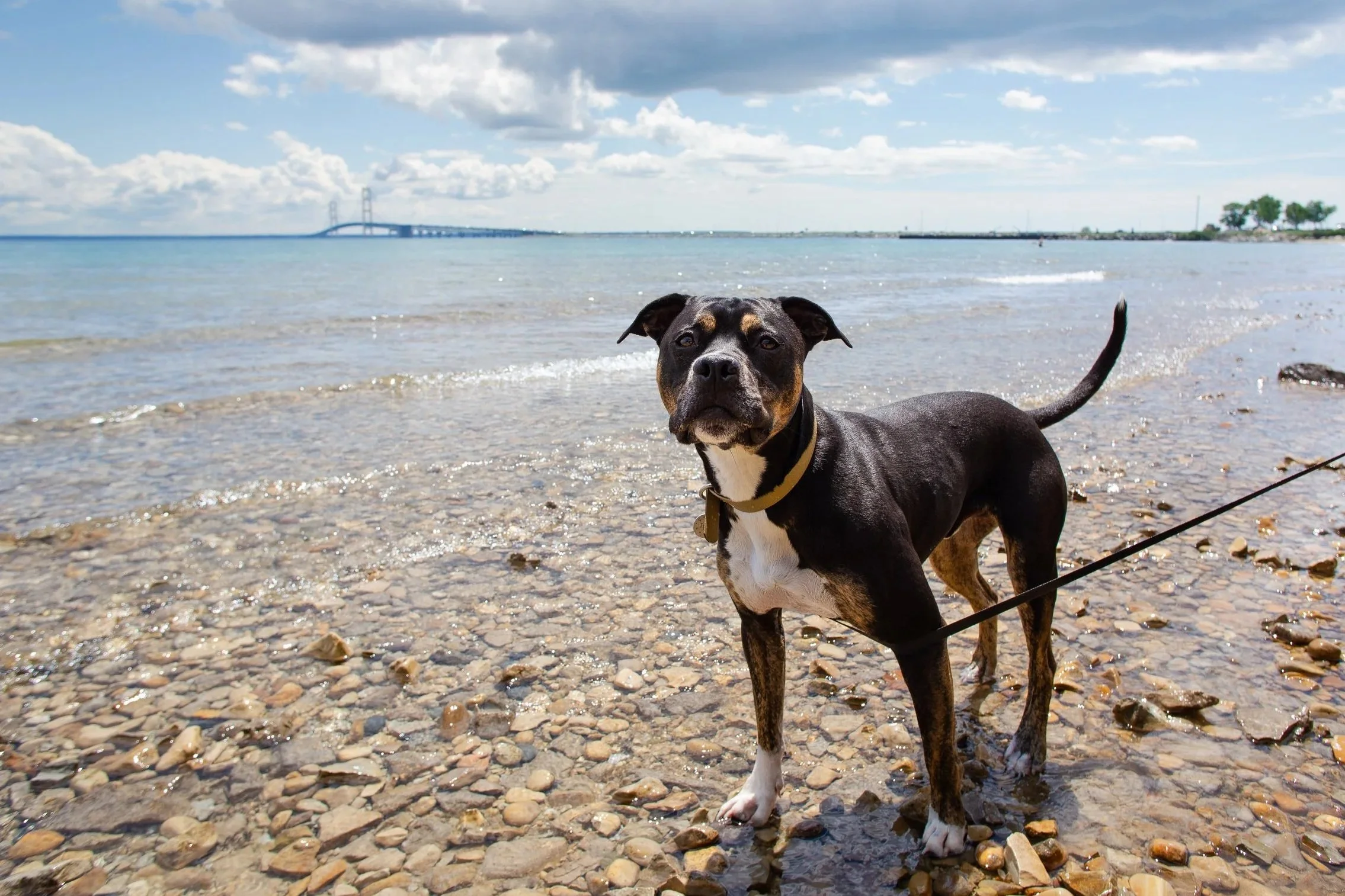 6 Tips for Surviving Fireworks (or Thunderstorms) with&nbsp;Pets