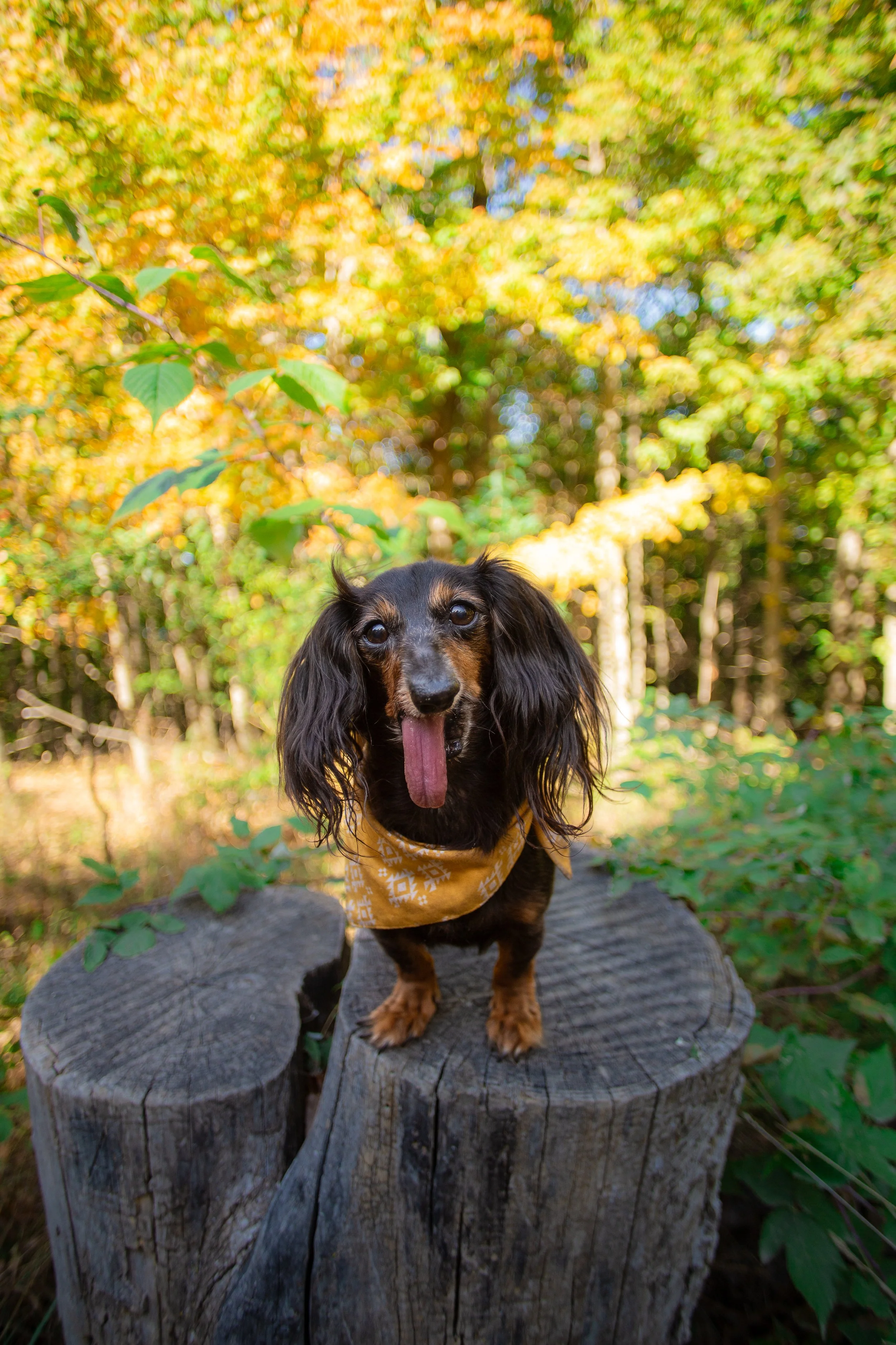 A small black and tan dachshund standing on a tree stump in a forest during autumn, with colorful fall foliage and sunlight in the background.