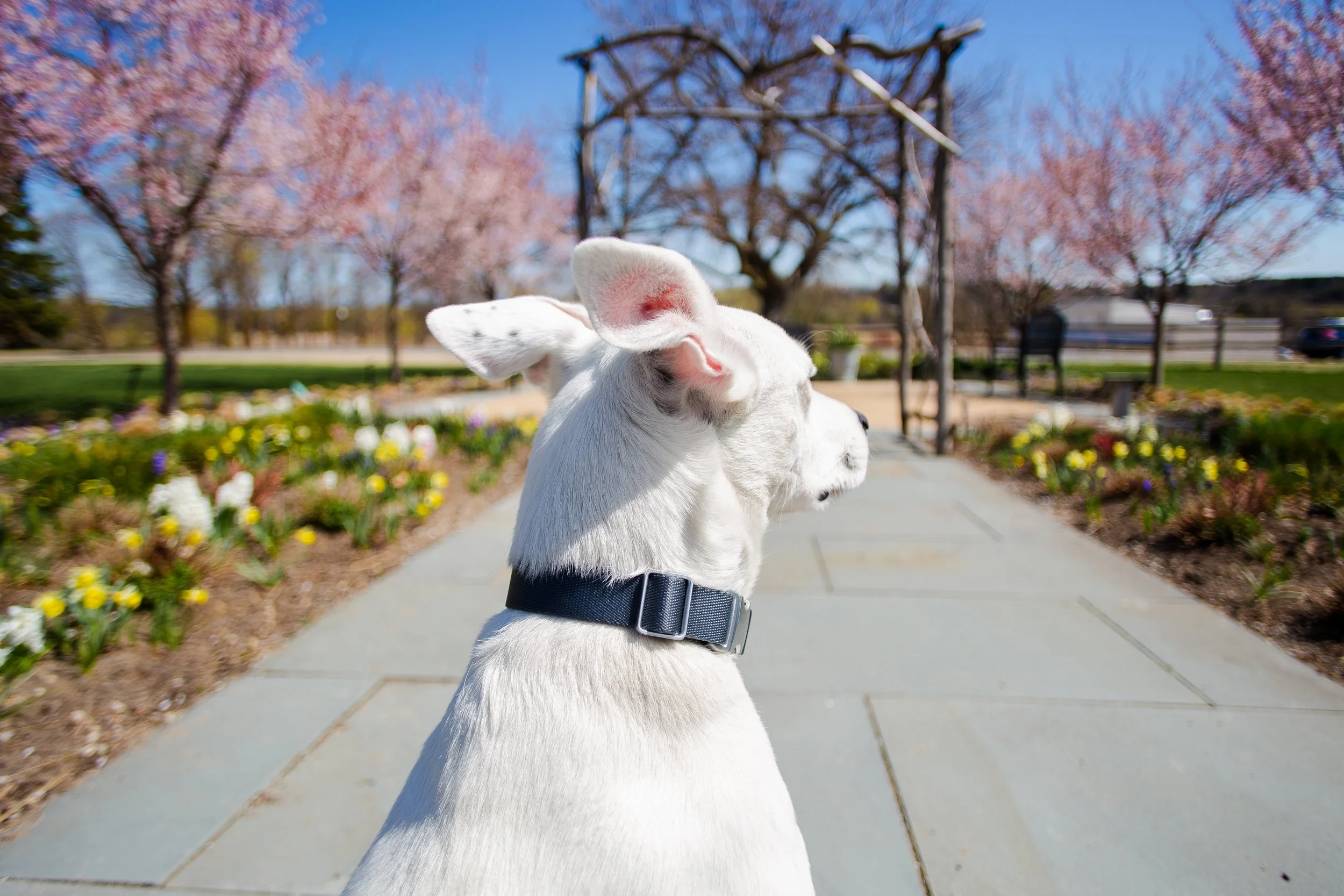 White dog with a black collar sitting on a paved walkway in a park with pink flowering trees and colorful flowers in the background on a sunny day.