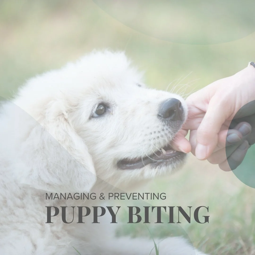 Managing and Preventing Puppy Biting.jpg