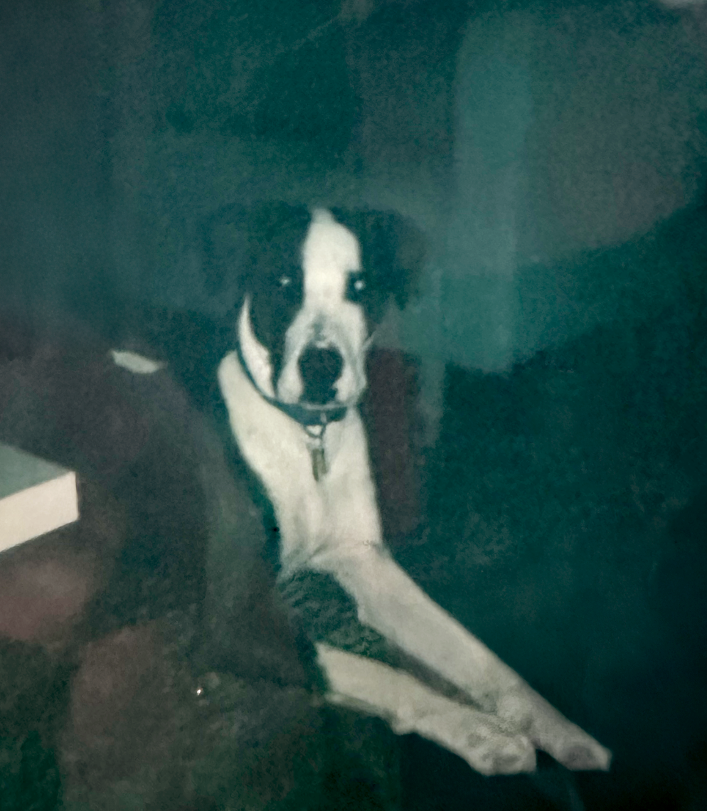 A black and white dog sitting indoors on a dark surface, facing the camera, with a dark background.