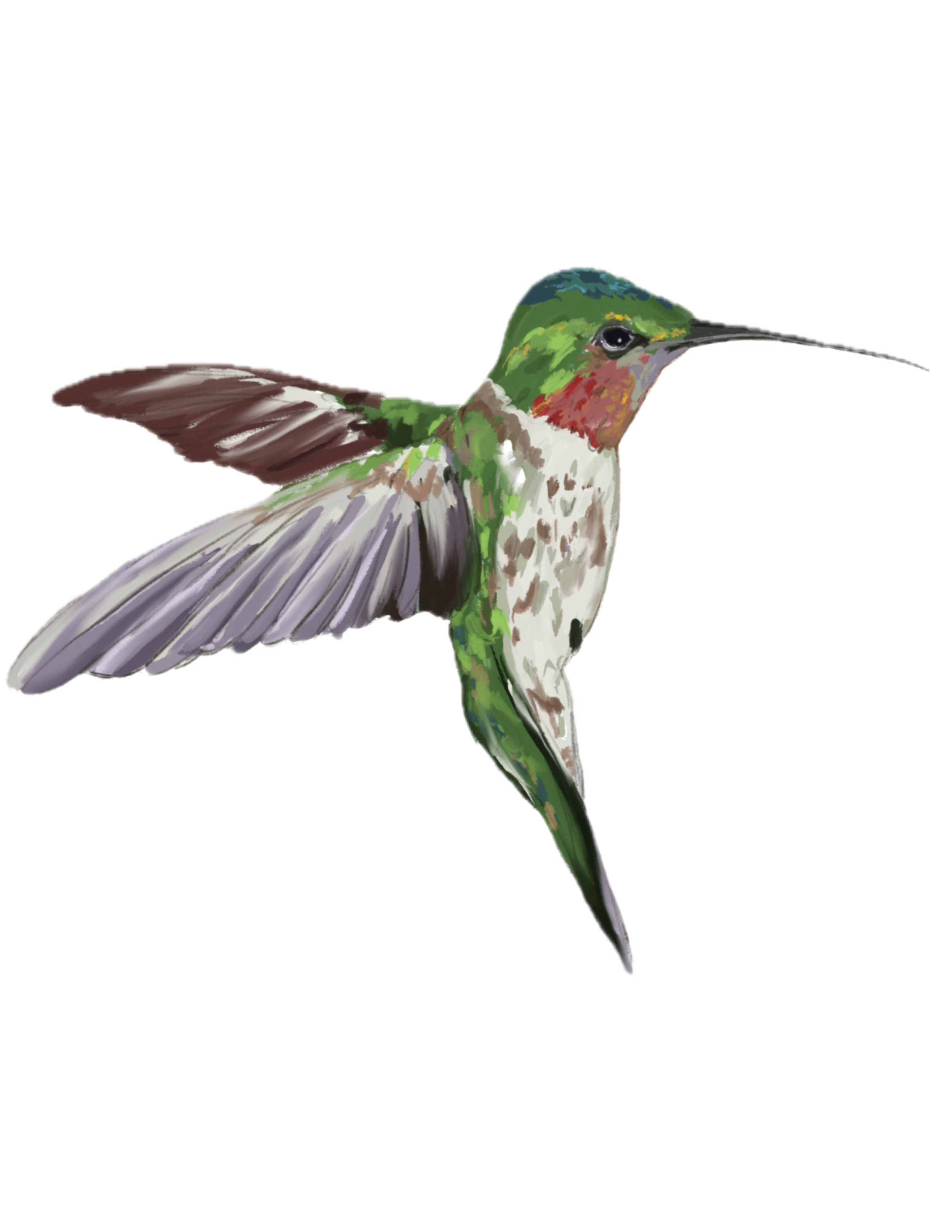 hummingbird.PNG