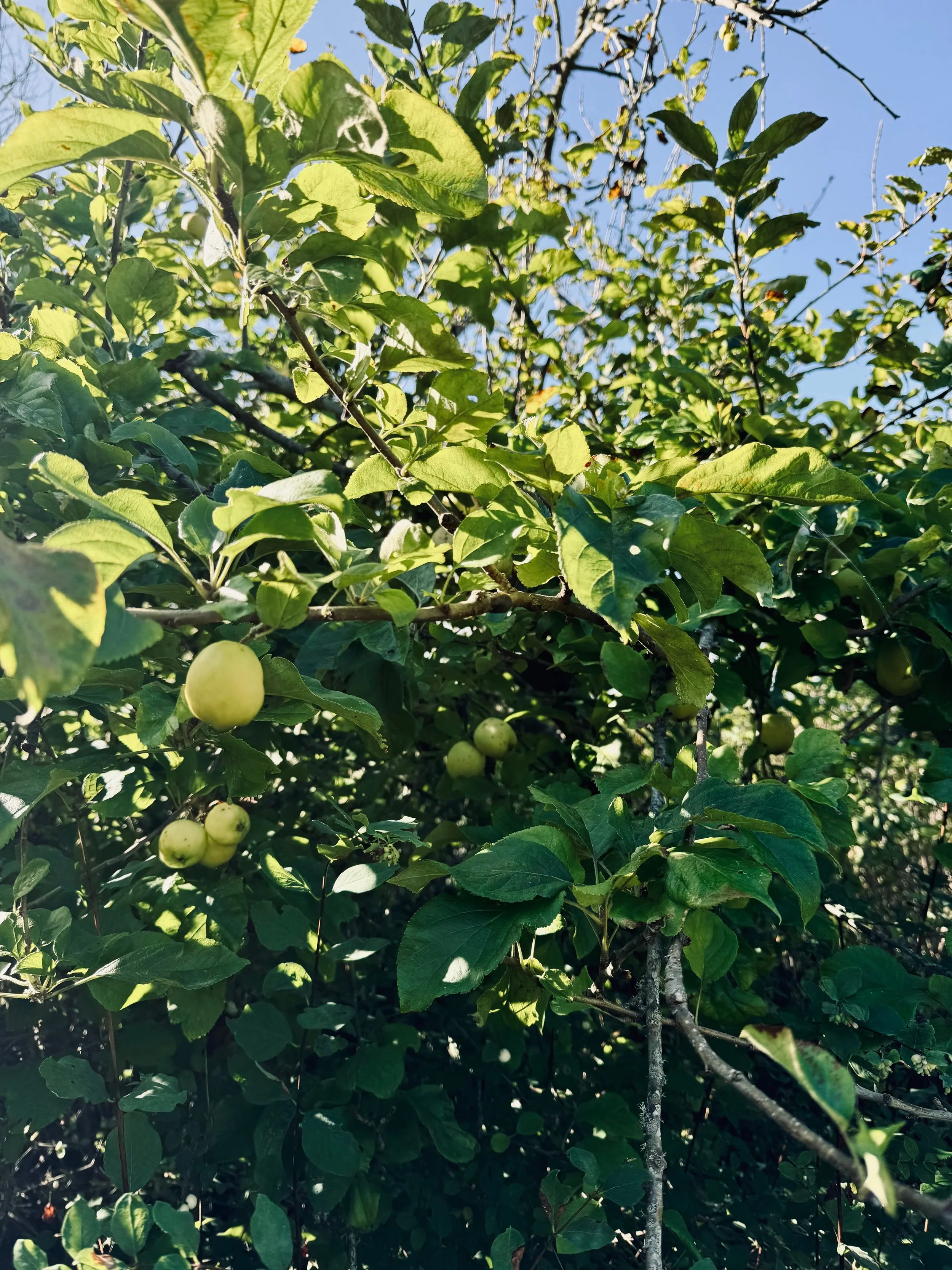 Apple tree with green apples growing among green leaves under a clear blue sky.