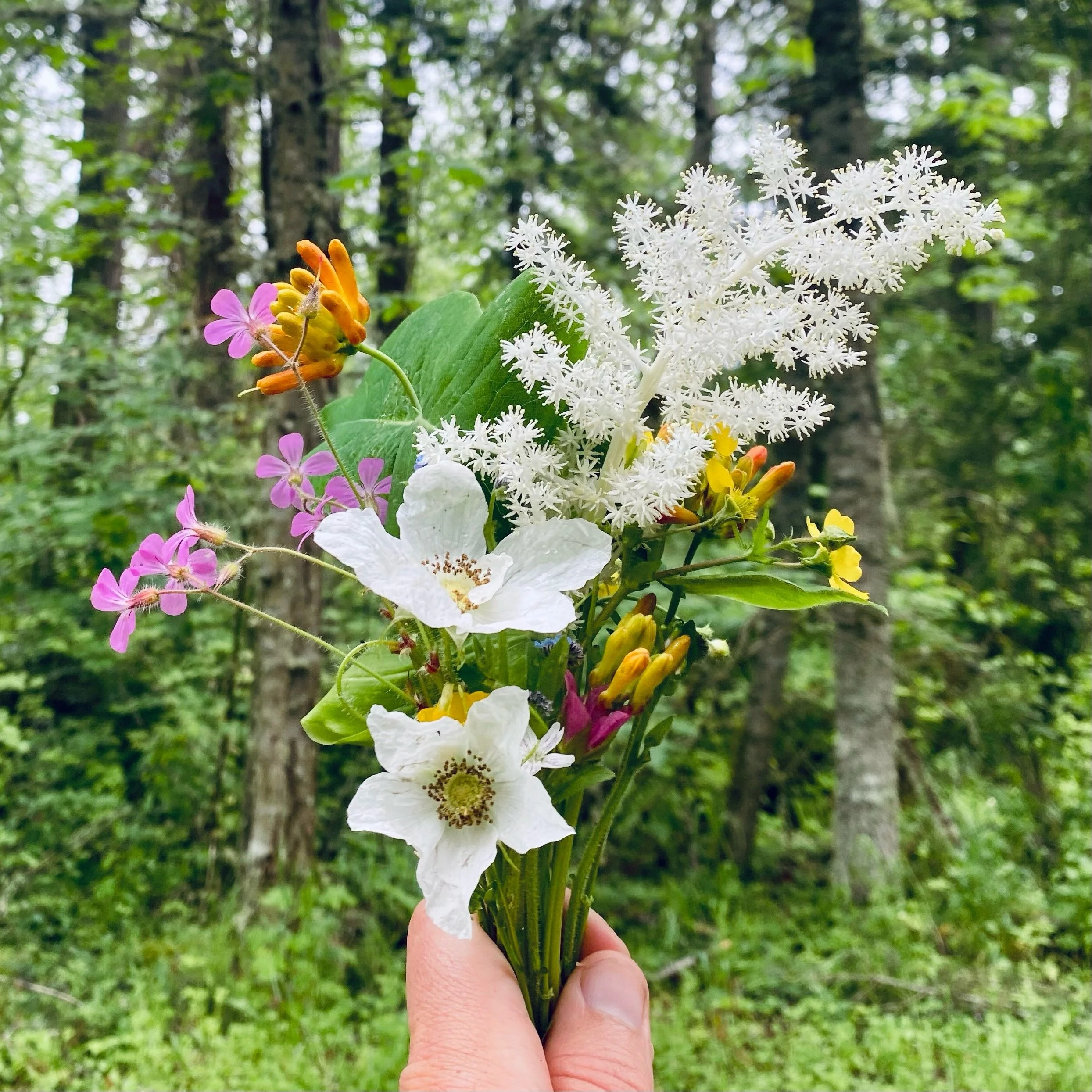 A hand holding a vibrant bouquet of wildflowers including white, pink, purple, and yellow flowers with a green forest background.