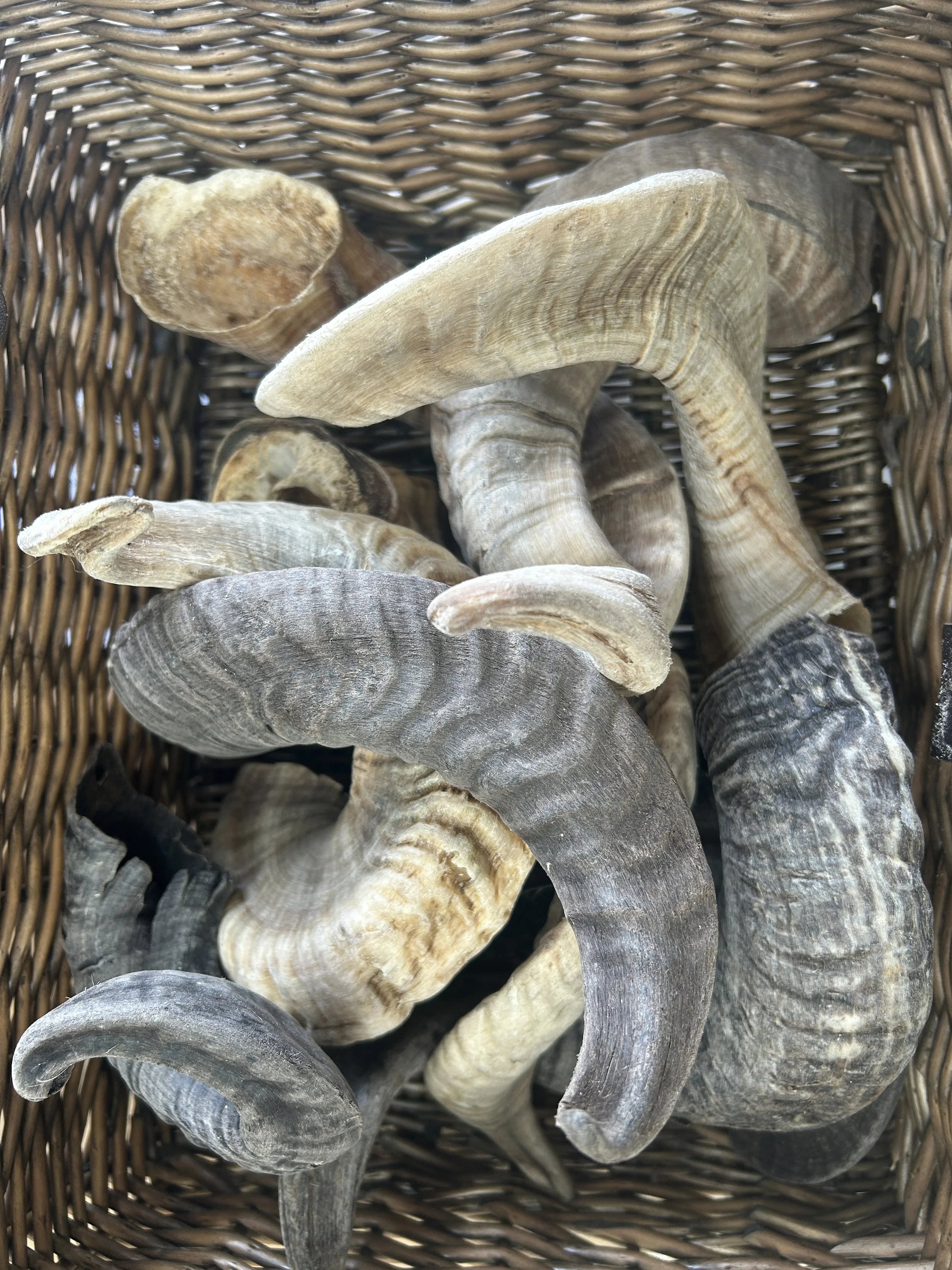 Lamb Horn