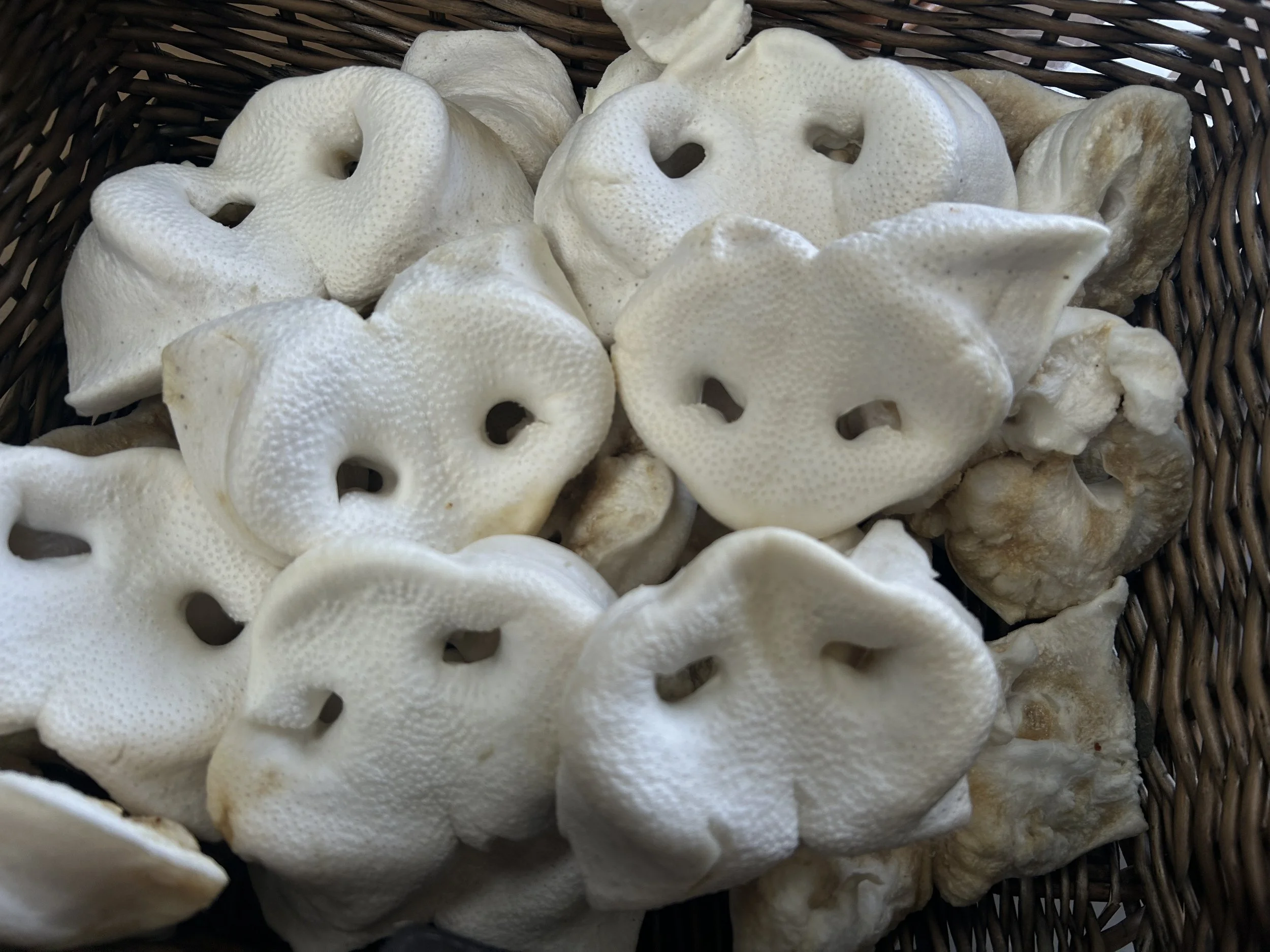 Pigs Nose - Puffed