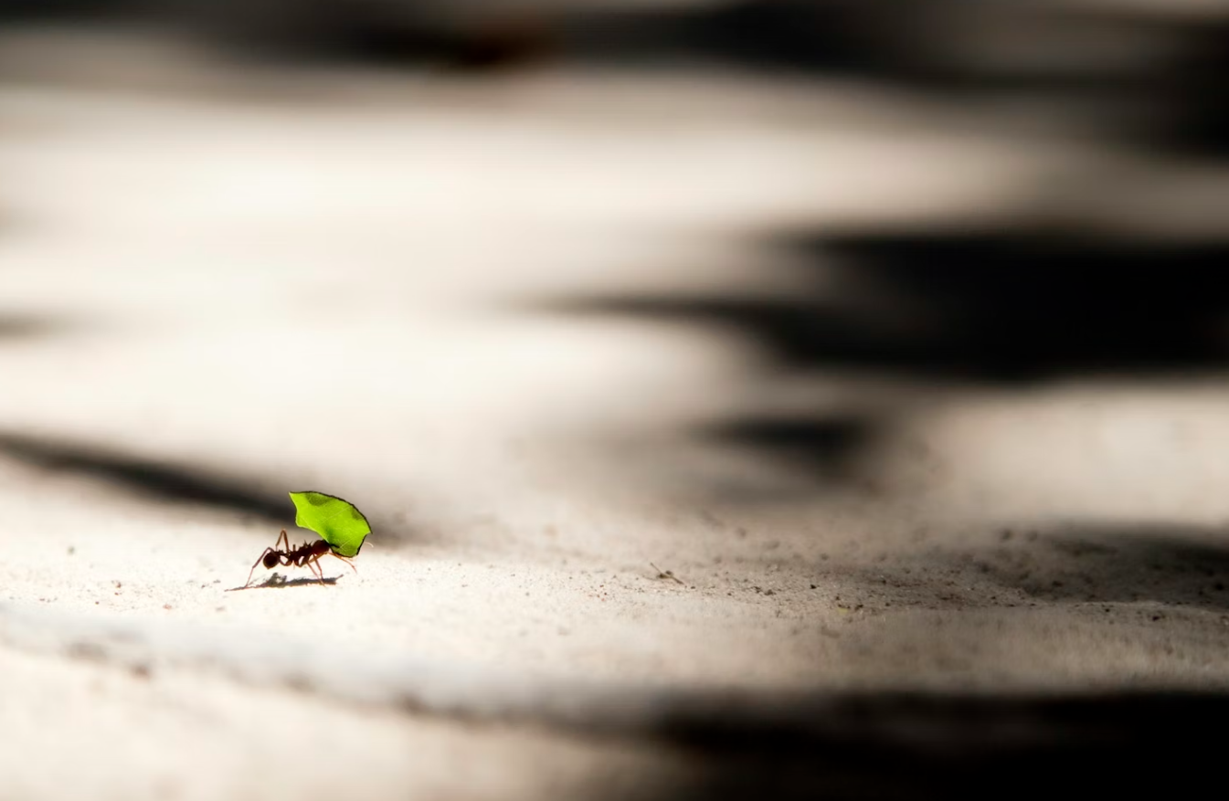 How smaller employers can beat the big players to the best talent.