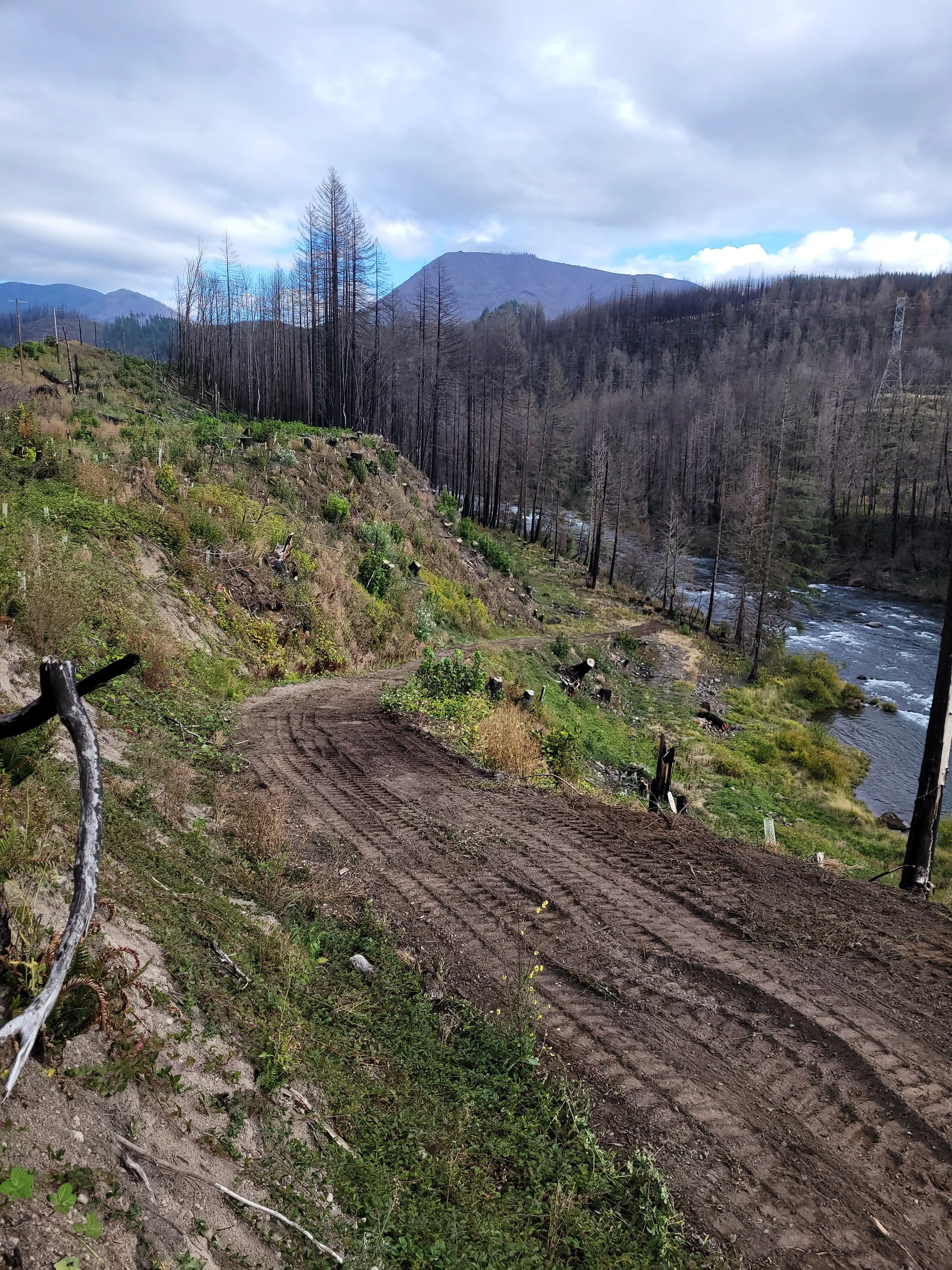A dirt trail along a river in a mountain valley, with burnt trees and a mountain in the background, under a cloudy sky.