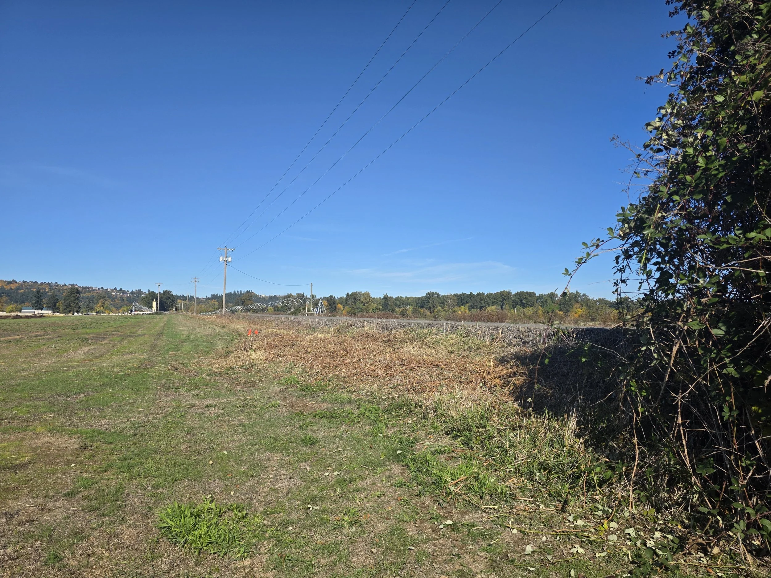 Clear blue sky with power lines and a tree on the right, open rural field with trees in the background. Brush mowing Dallas Oregon