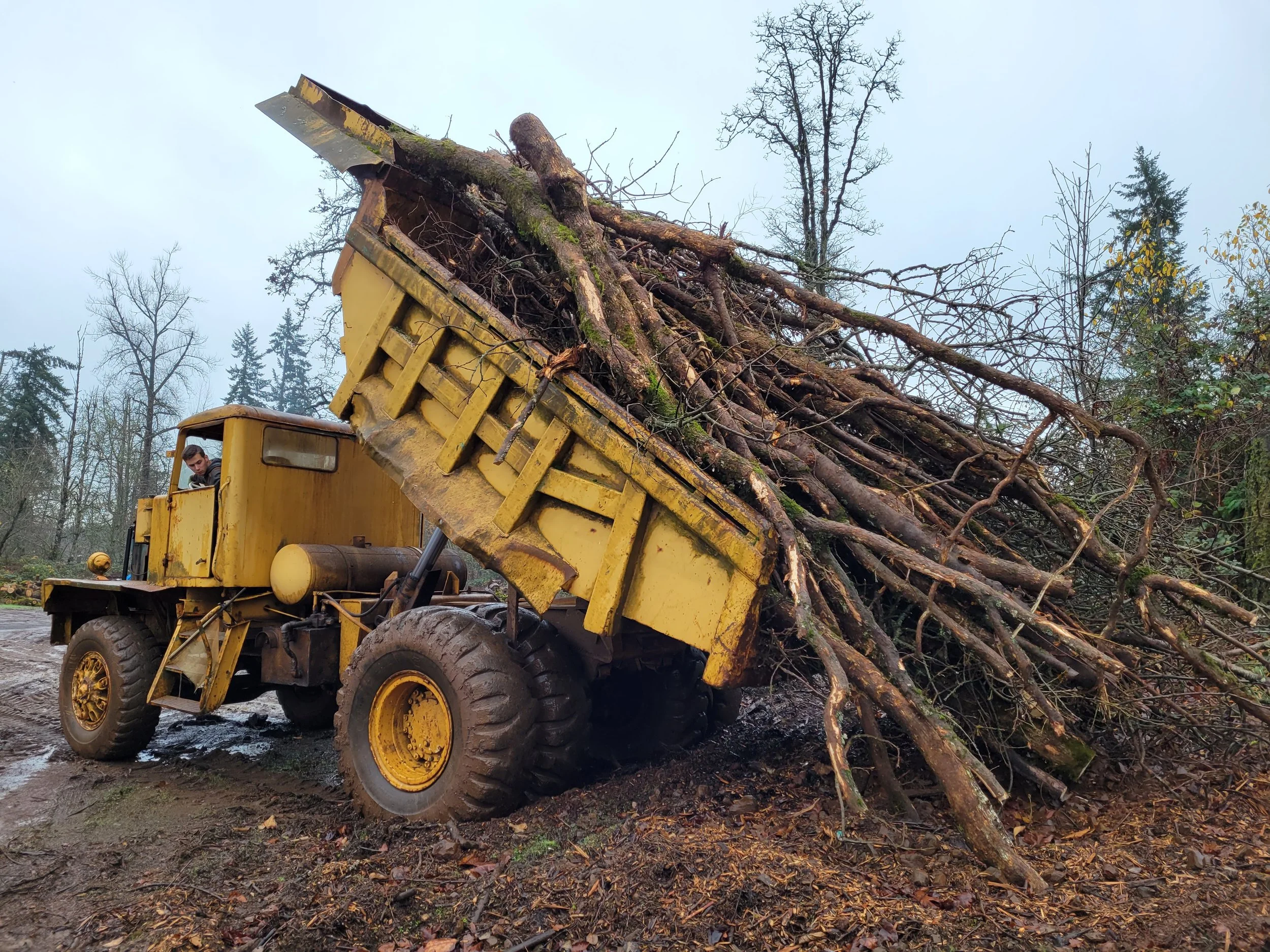 A yellow forestry machine is lifting a large pile of felled trees and branches in a forested area on a cloudy day. Salem Oregon