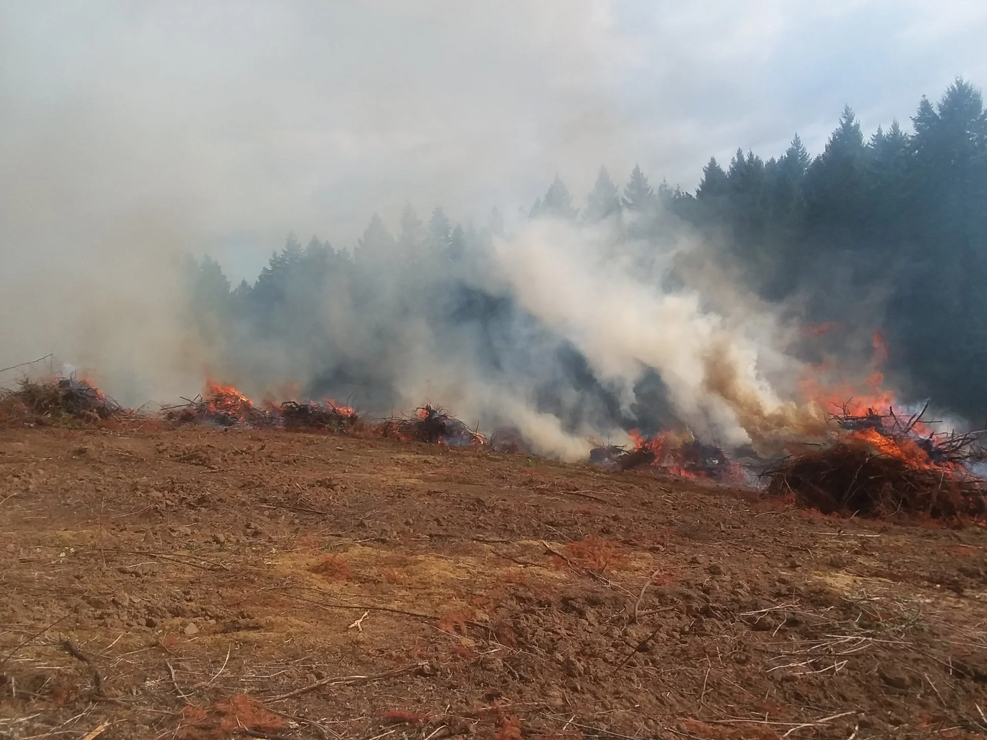 A wildfire burning in a forested area with smoke billowing into the sky and patches of fire on the ground.