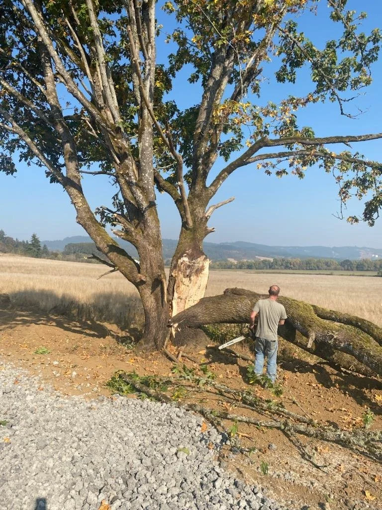 A man using a chainsaw to cut fallen tree limbs near a large, mature tree in a rural field, with blue sky and mountains in the background.