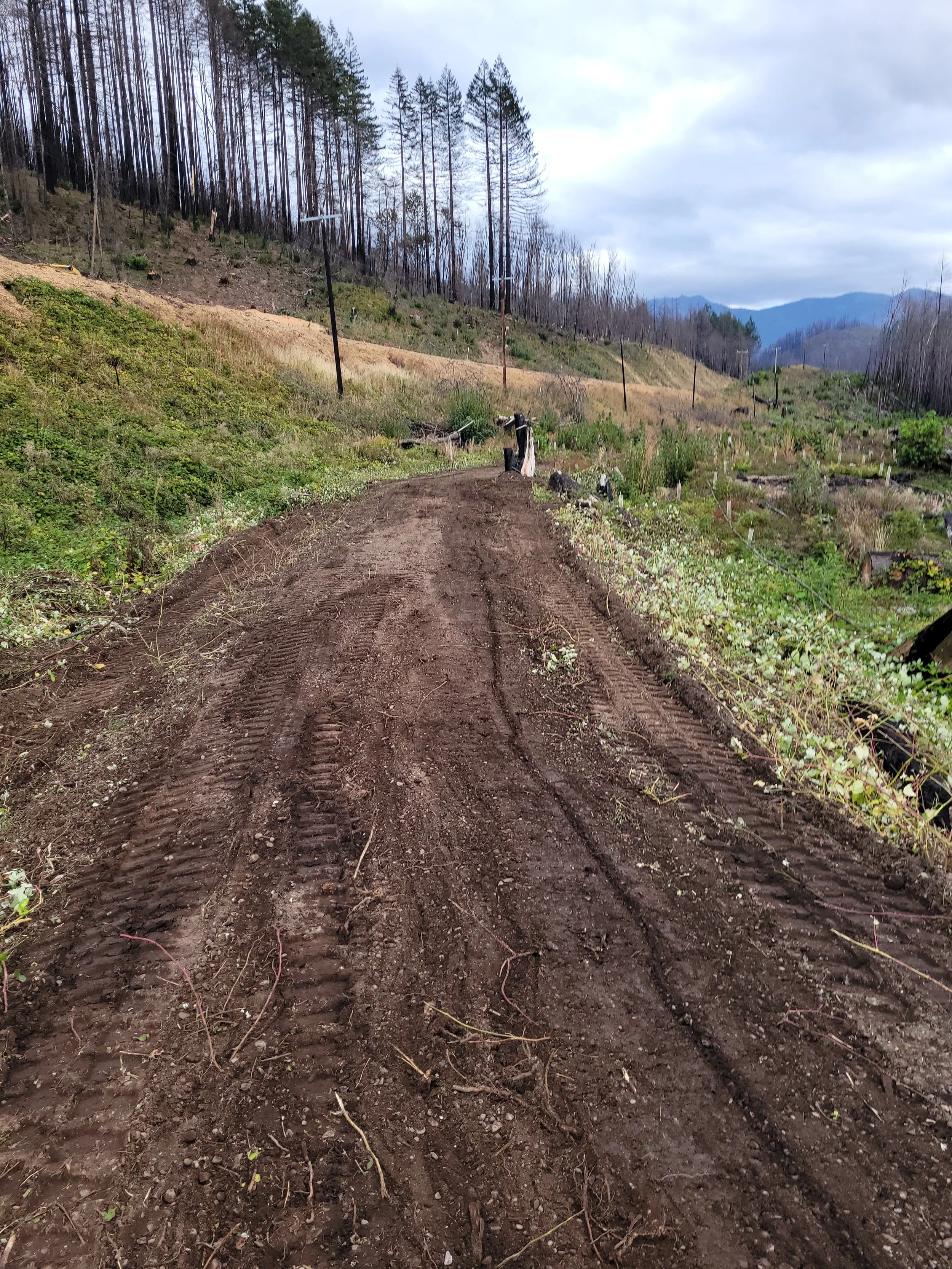 A dirt road winding through a hillside, with some bushes and small trees on either side, and a background of tall, thin trees on a mountain slope under a cloudy sky.