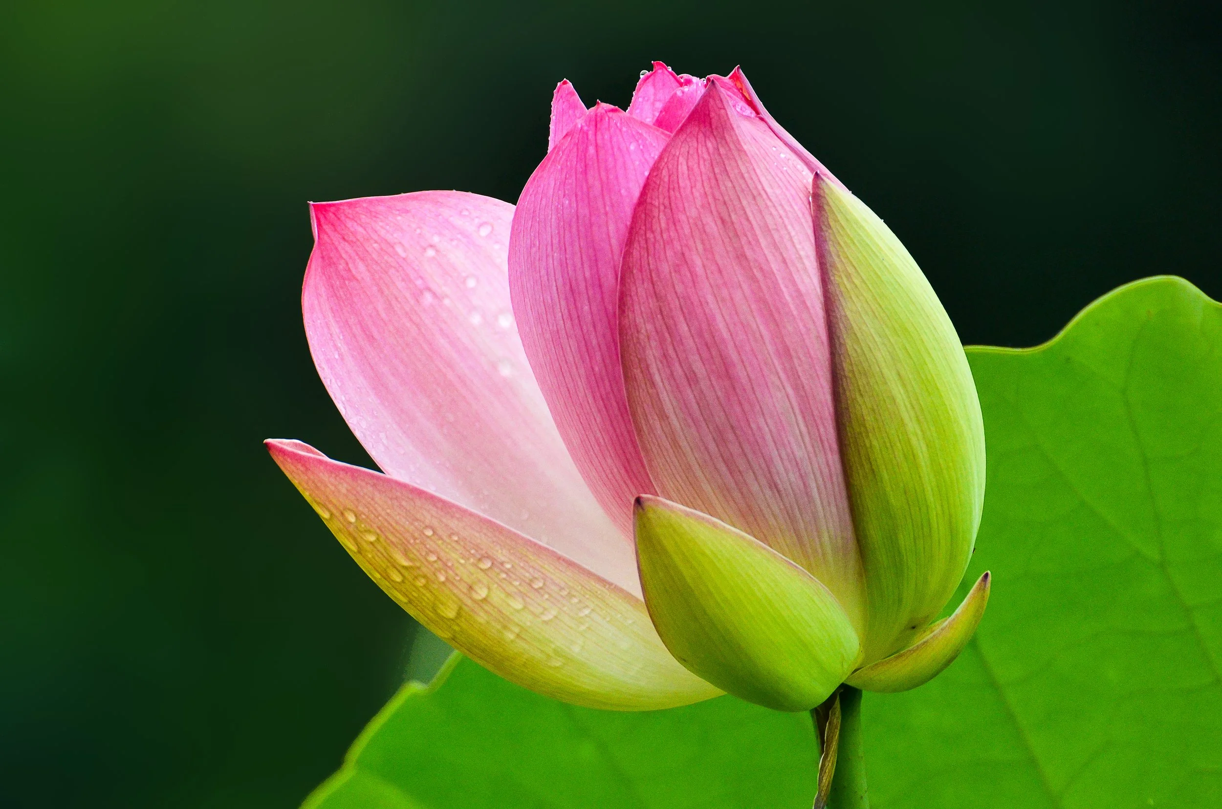 lotus awakening green background gaus blur-.jpg
