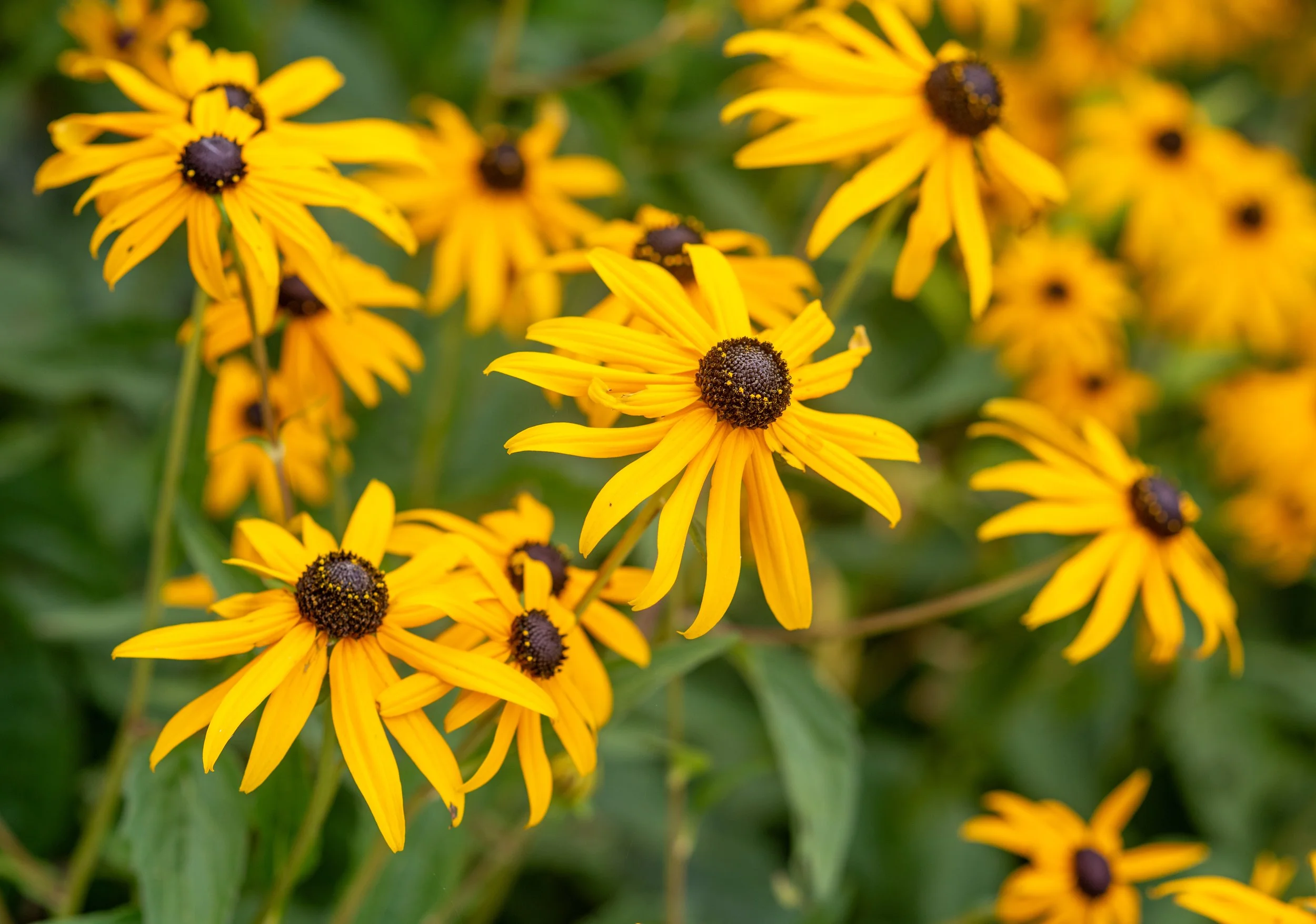 Behind the Scenes: Springtime Mosaics