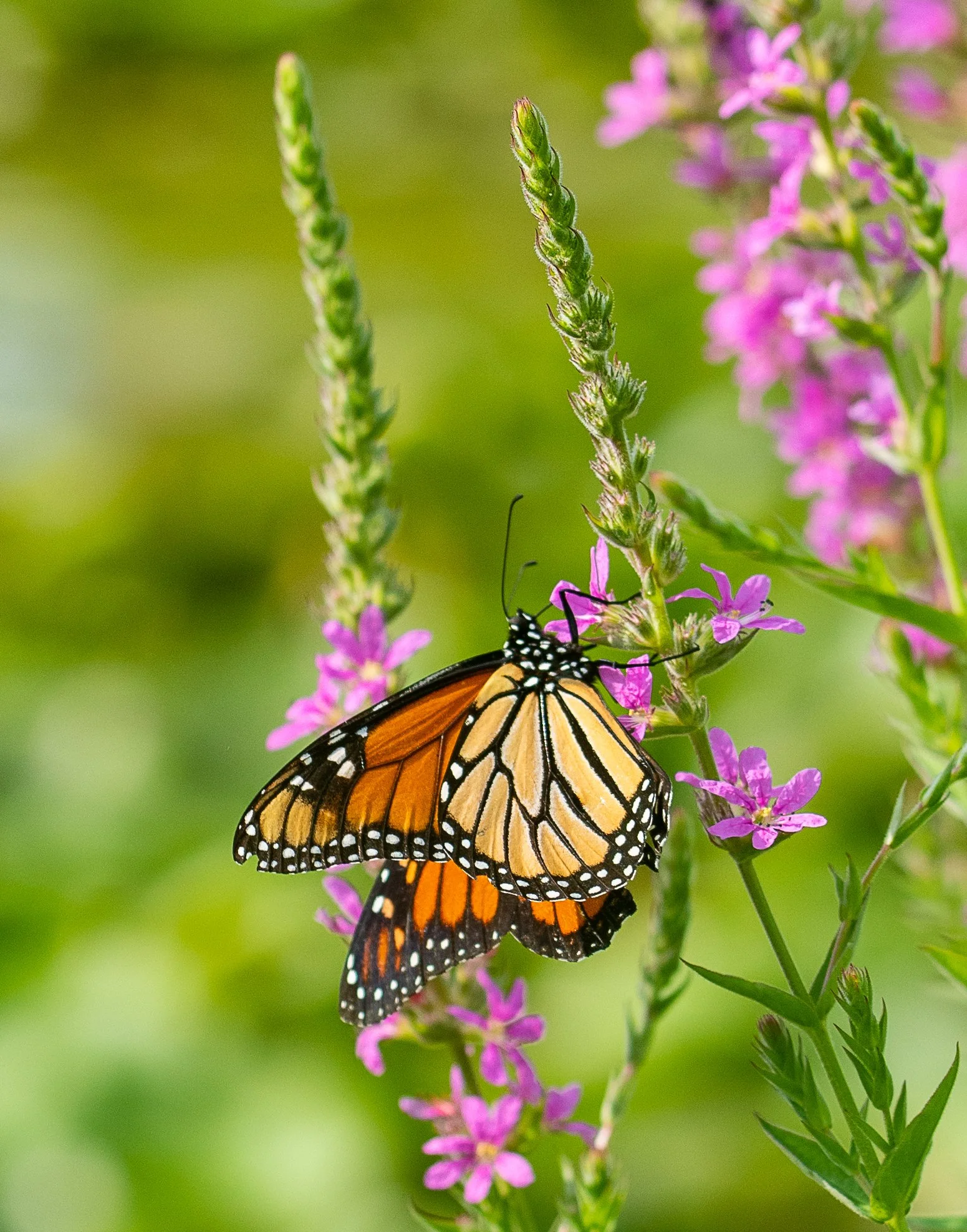 Butterfly Photographic Print, 4"x6"