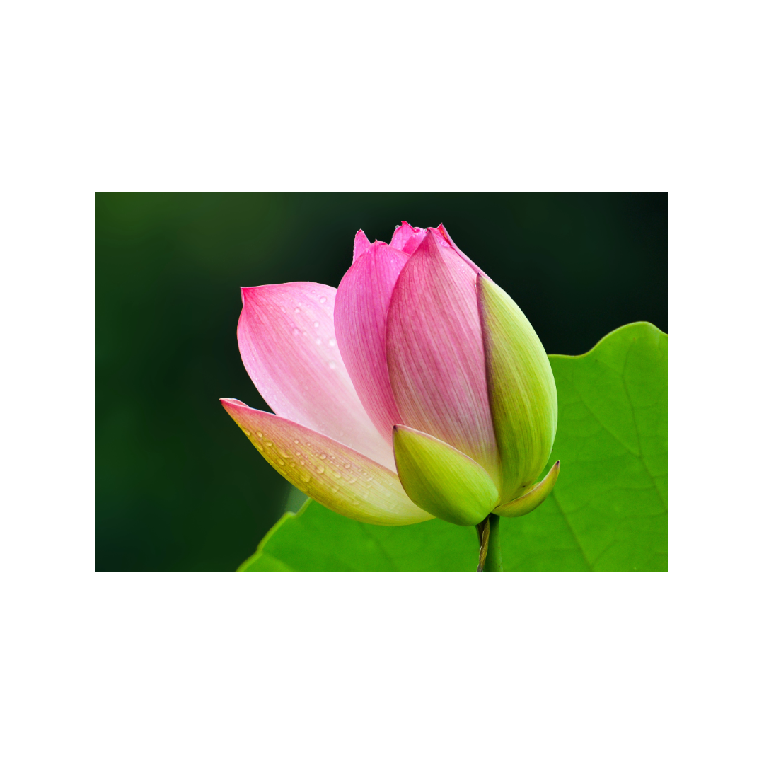 Raindrops on Lotus, 20"x16" Photographic Print