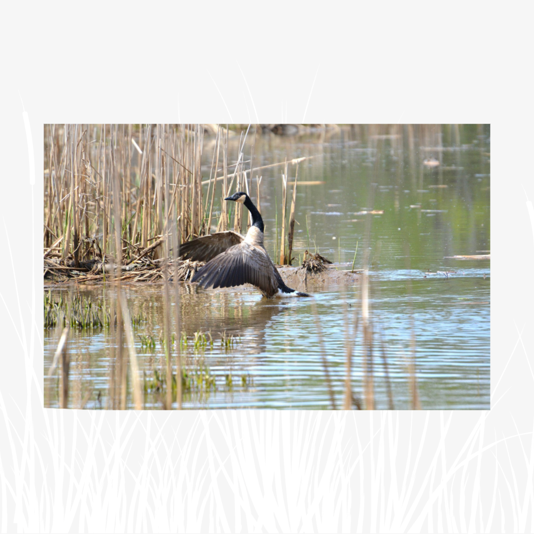 Canada Goose Photo Print