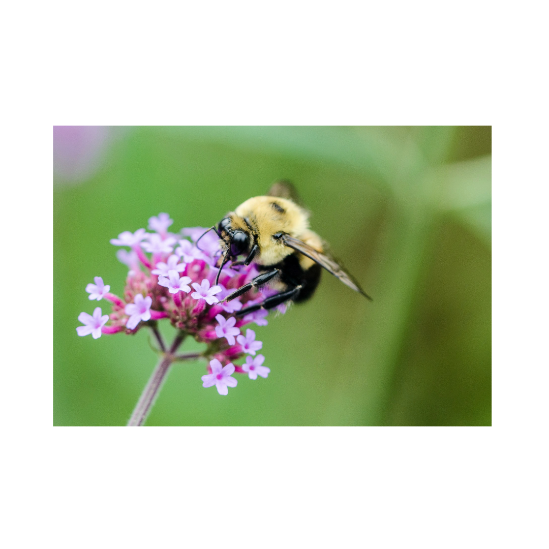 Bee on Flower Photo Print
