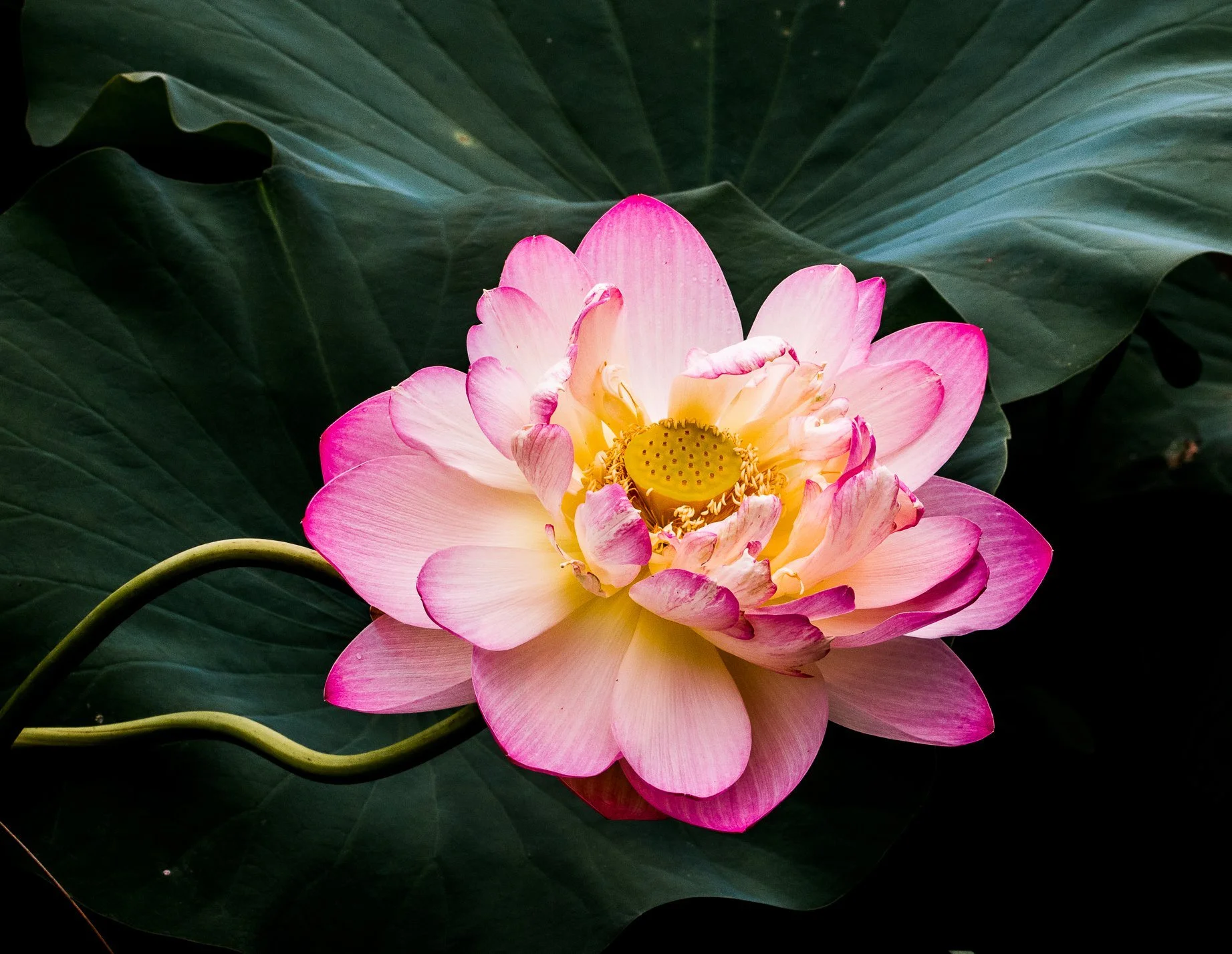 I found this lotus in a shady corner of Kenilworth Aquatic Gardens in Washington, D.C. The image reminds me of a gleaming sculpture with green velvet draped in the background. 