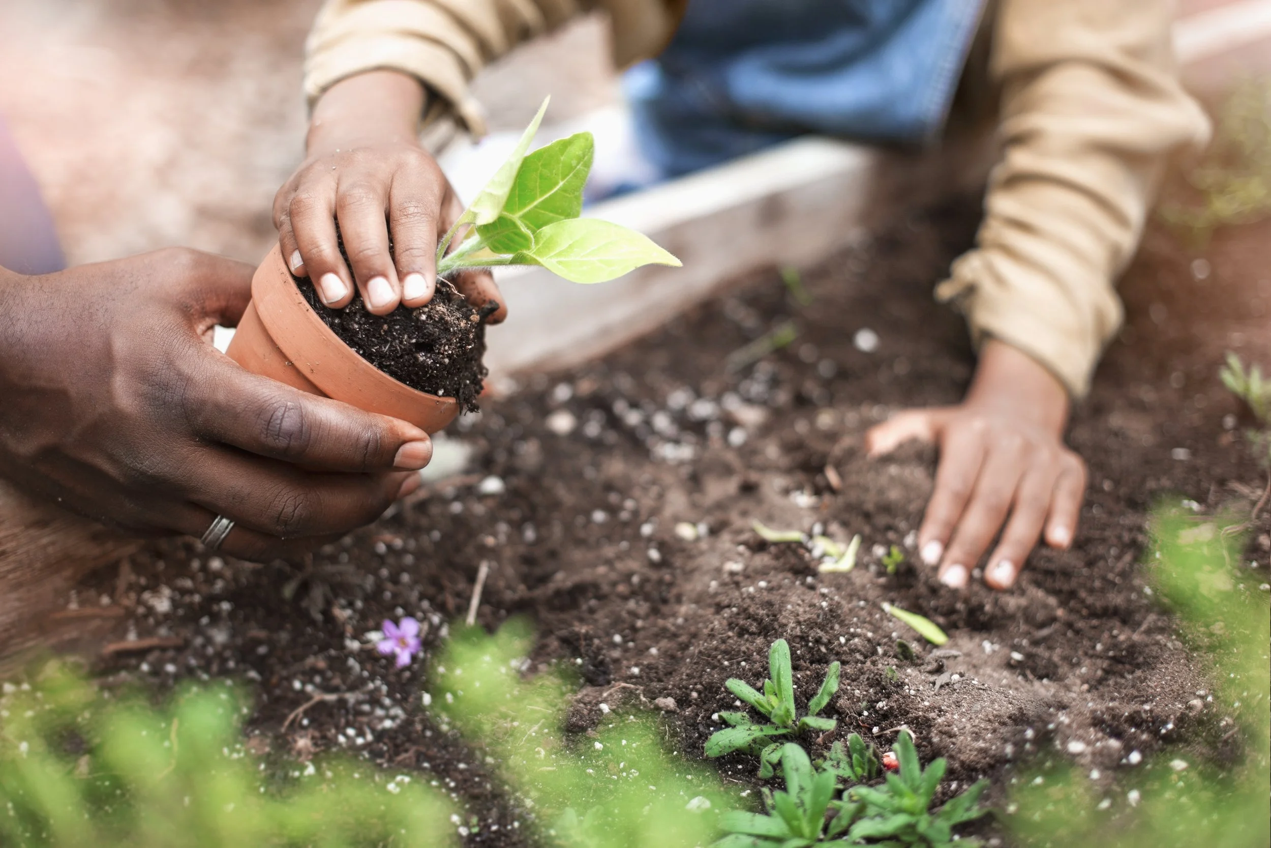Hands planting a small green seedling into the dark soil outdoors, with a child nearby.