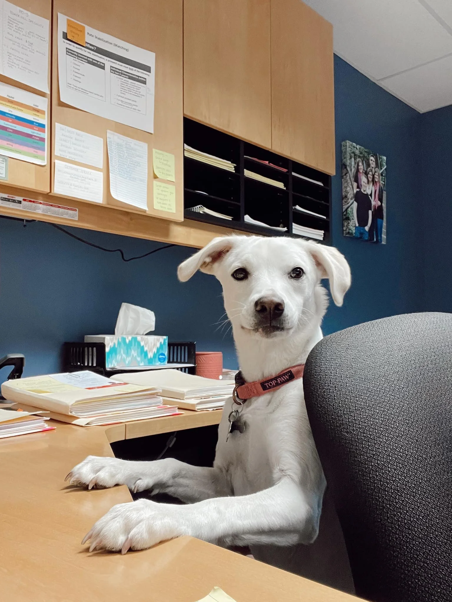 A white puppy with a collar labeled 'TOP PAW' sitting on an office desk, with its front paws resting on the desk, in front of a papery desk and a cluttered office bulletin board.