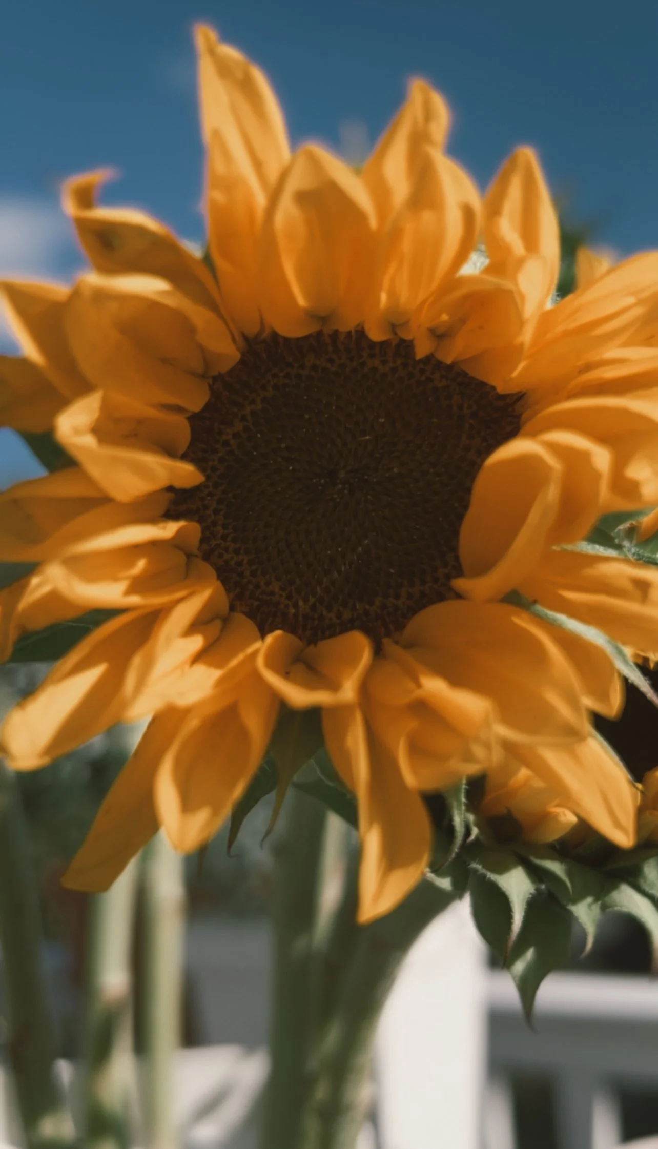 Close-up of a sunflower with yellow petals and a dark center, set against a blue sky.