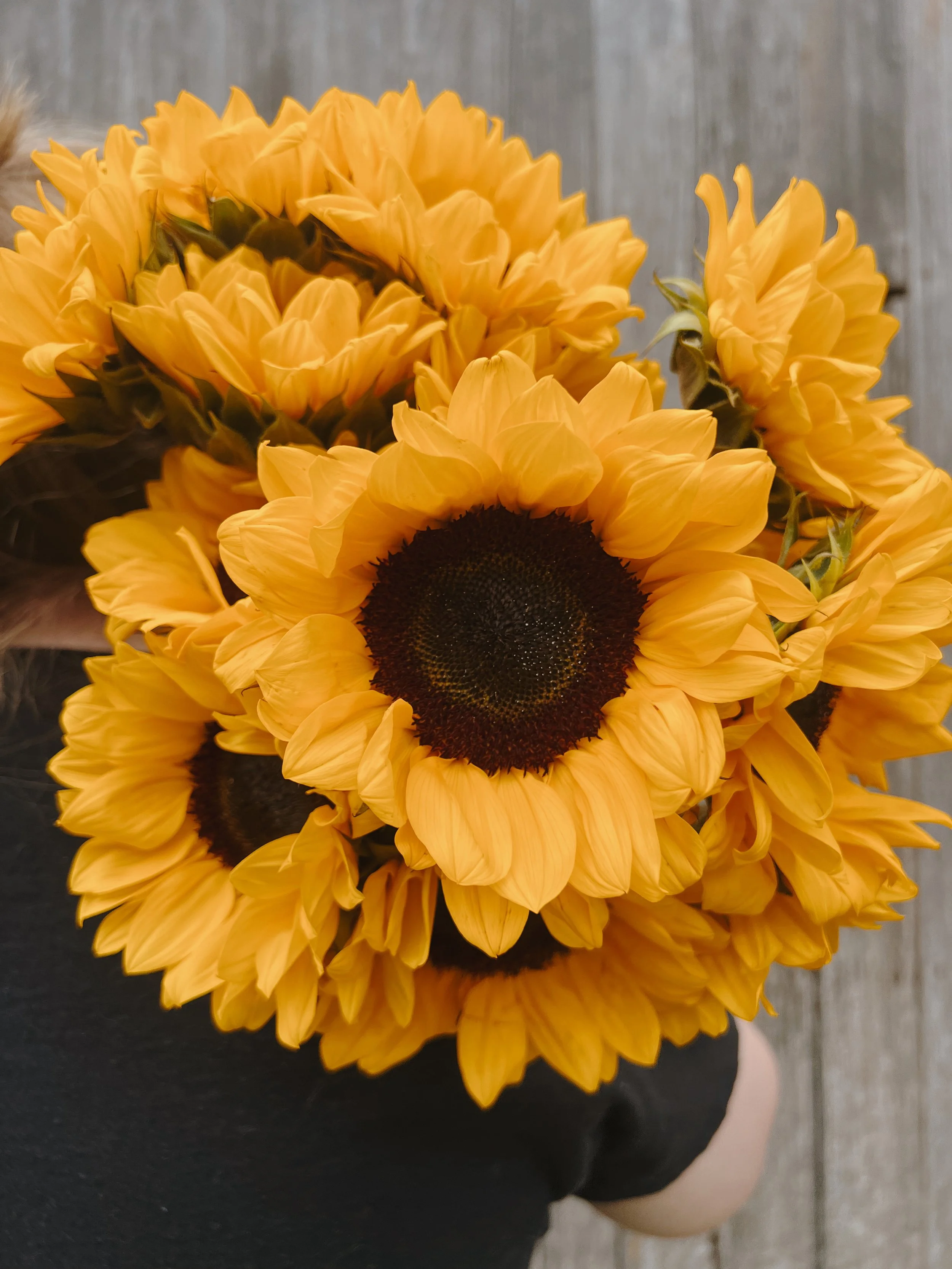 Bouquet of bright yellow sunflowers held by a person wearing a black shirt, with a wooden fence in the background.