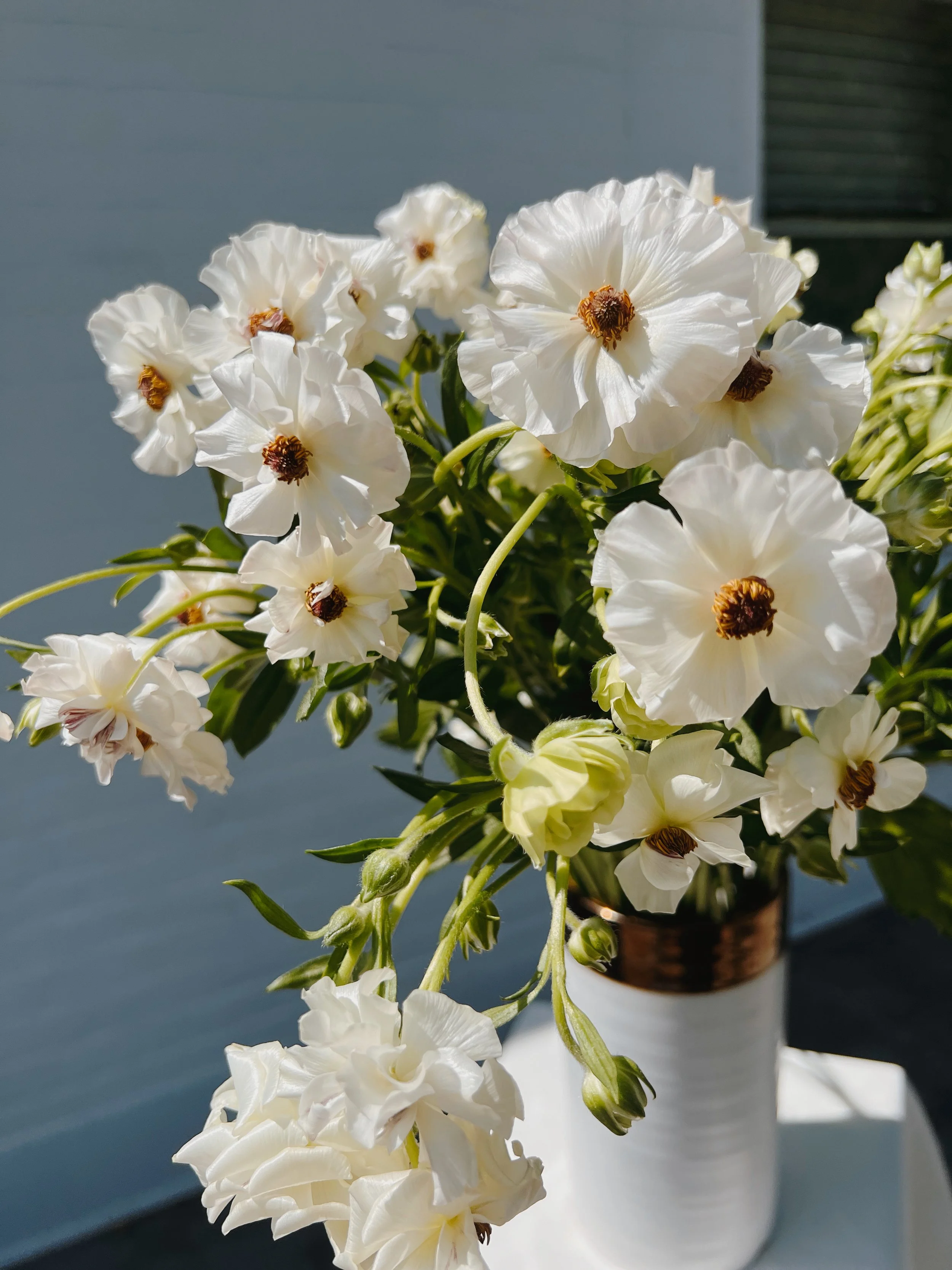 White flowers in a ceramic pot, sunlit outdoors.