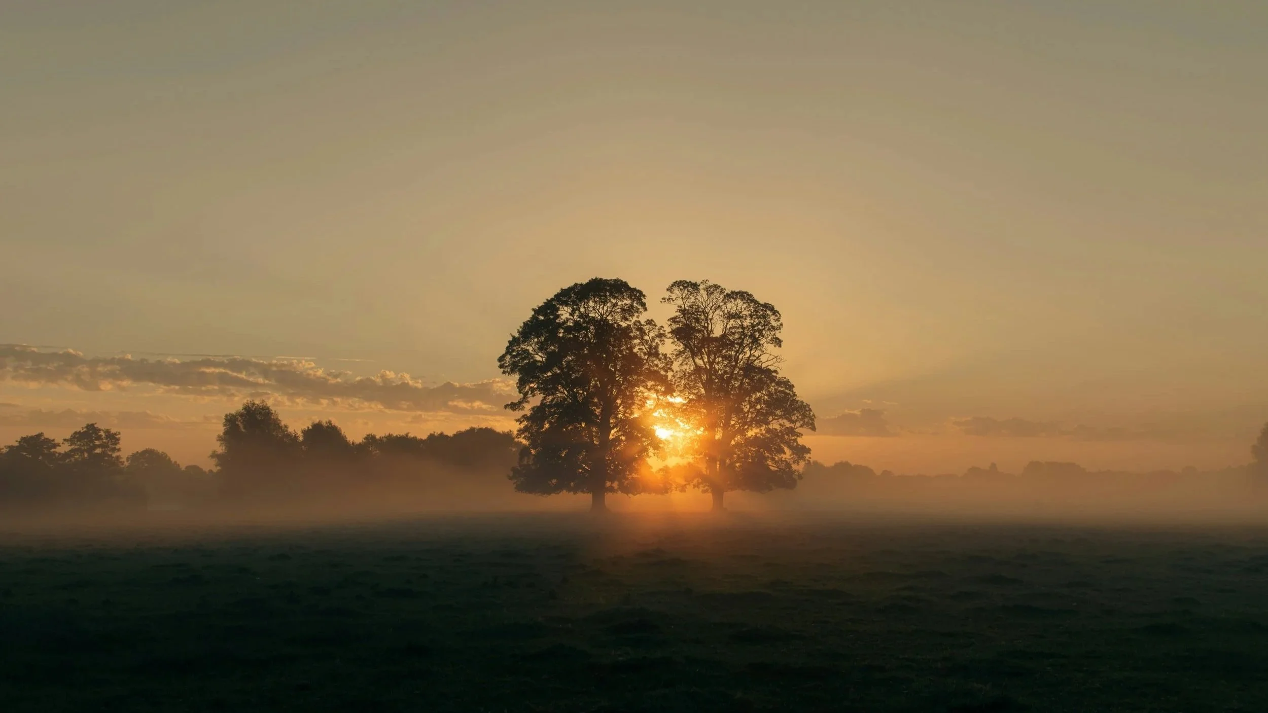 Sunset over a landscape at Prestwick Park with silhouetted trees and a grassy foreground.