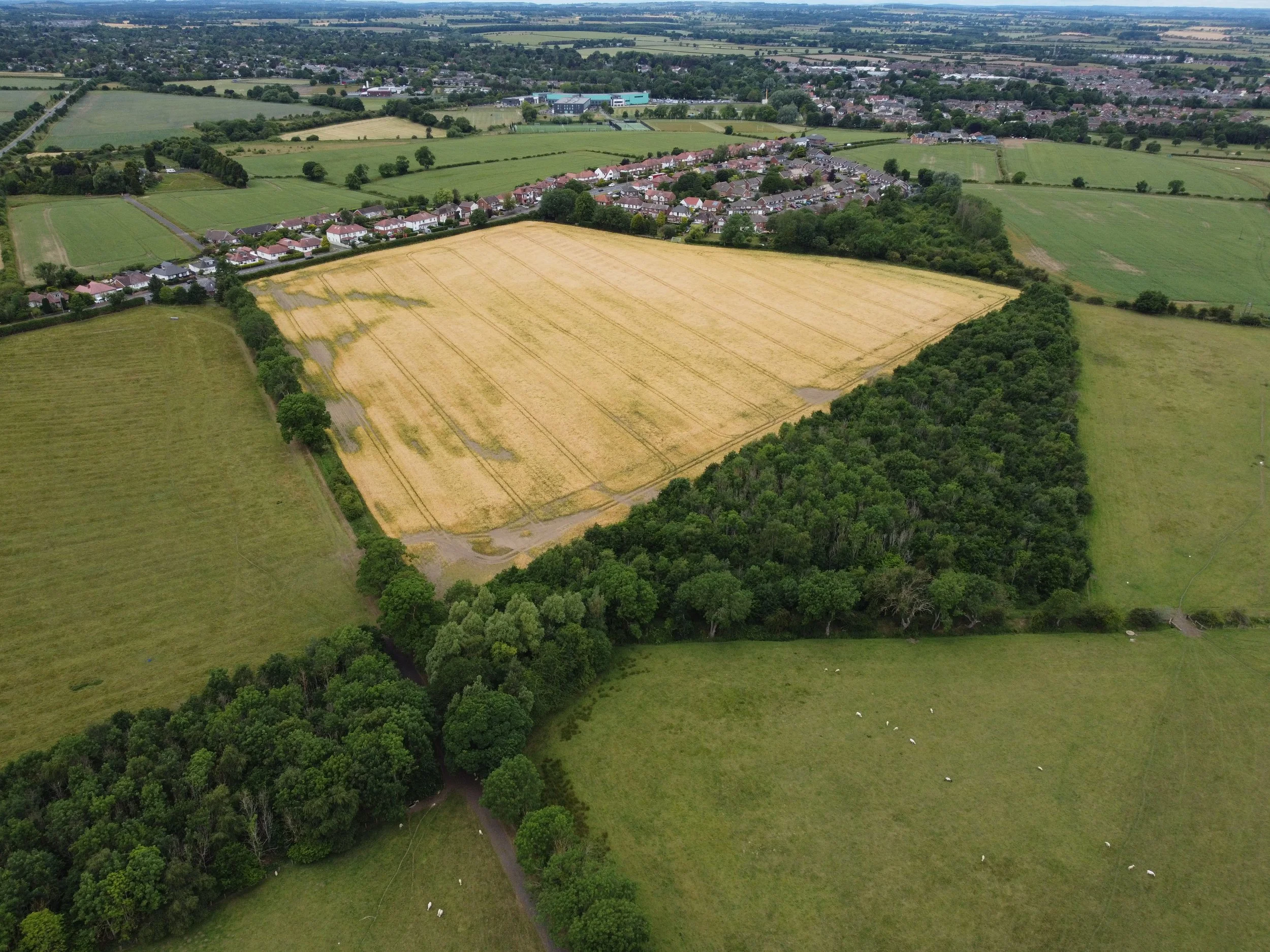An aerial view of a rural landscape showing a large yellow wheat field bordered by a dense green forest. In the background, there are residential houses and other greenery.
