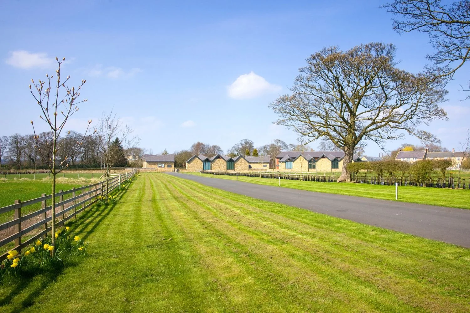 Prestwick Park - A rural landscape with a large tree, offices in the background, a grassy area with yellow flowers, and a paved road on a sunny day with a blue sky.