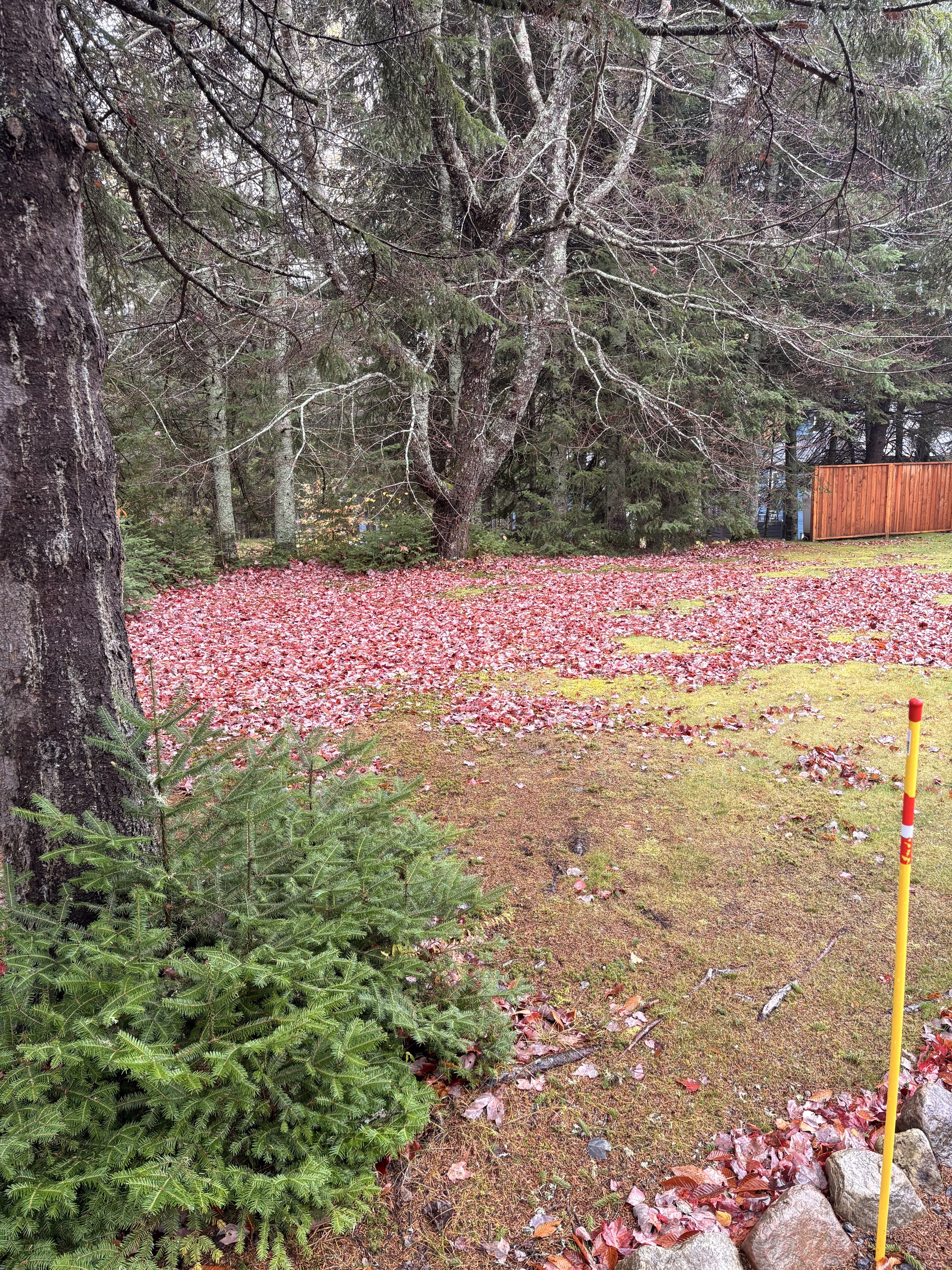 Un jardin avec un terrain recouvert de feuilles mortes rouges, un petit arbre vert en premier plan, de grands arbres sans feuilles à l'arrière et une barrière en bois à l'arrière droit.