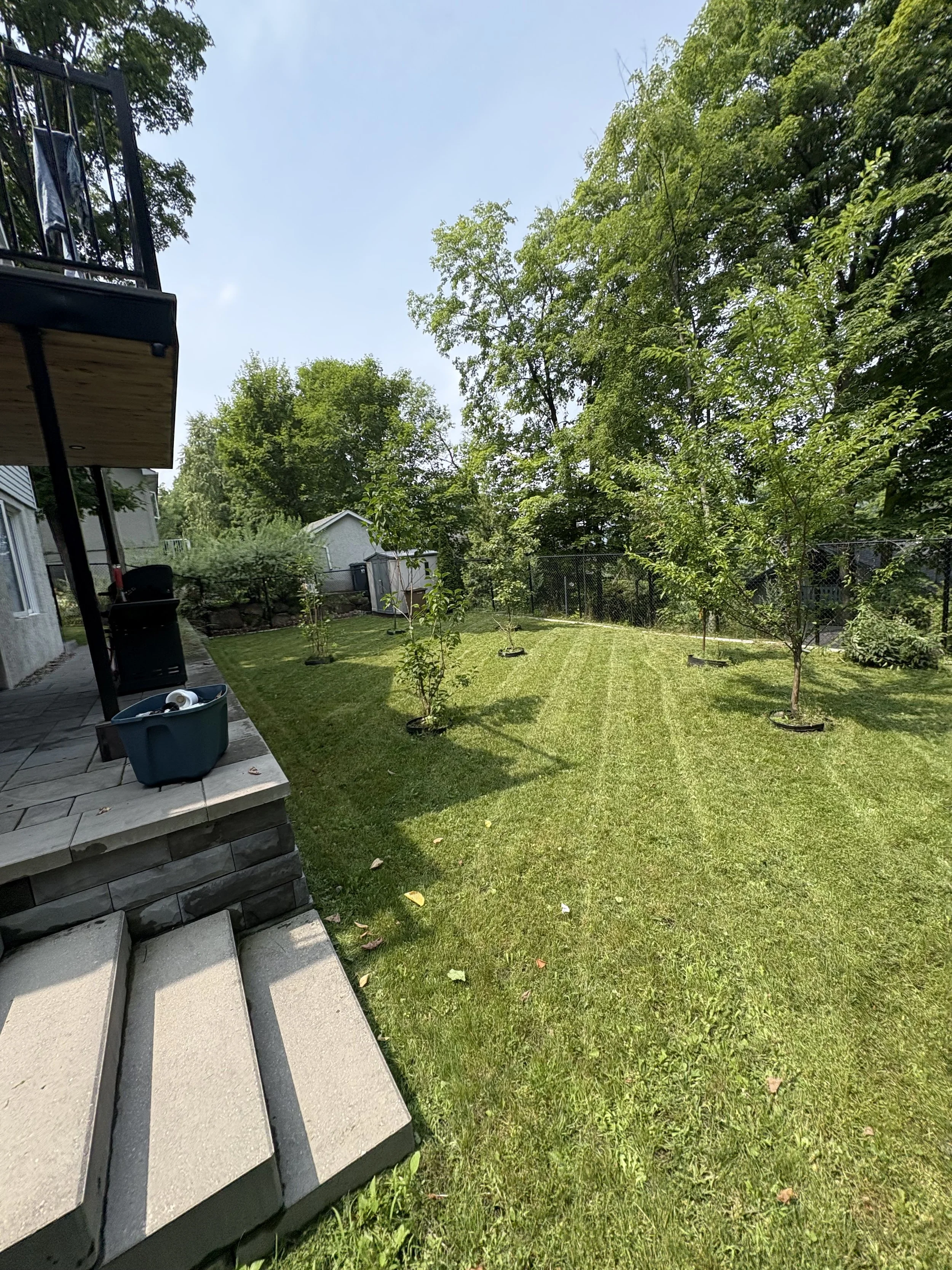 Un jardin bien entretenu avec des jeunes arbres plantés en ligne, une pelouse verte et un arbre en arrière-plan, avec une maison voisine visible derrière un grillage.