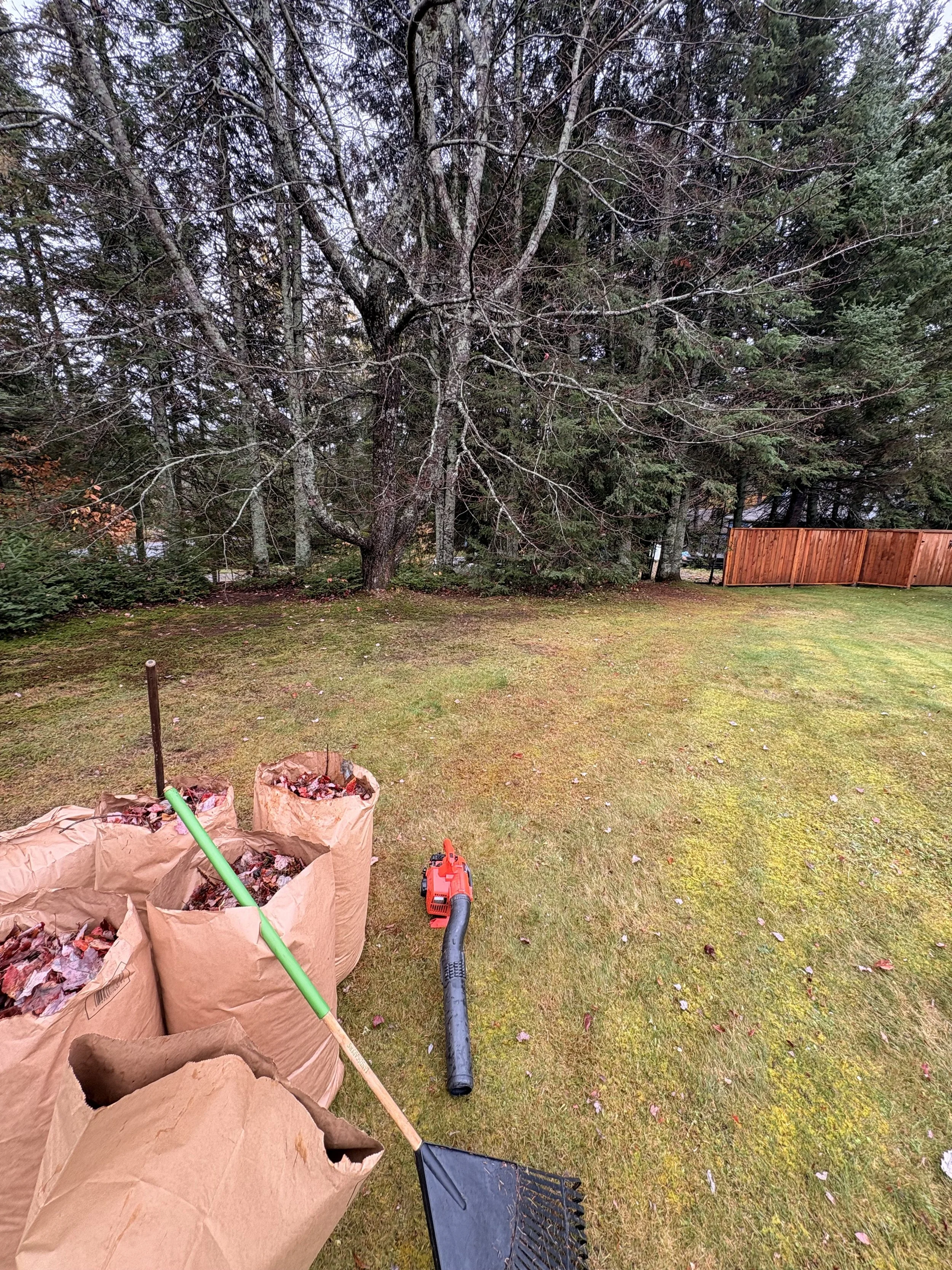 Terrasse de jardin avec sacs à feuilles remplis de feuilles mortes, un râteau, un souffleur de feuilles électrique, et une pelouse entourée d'arbres et d'une clôture en bois.