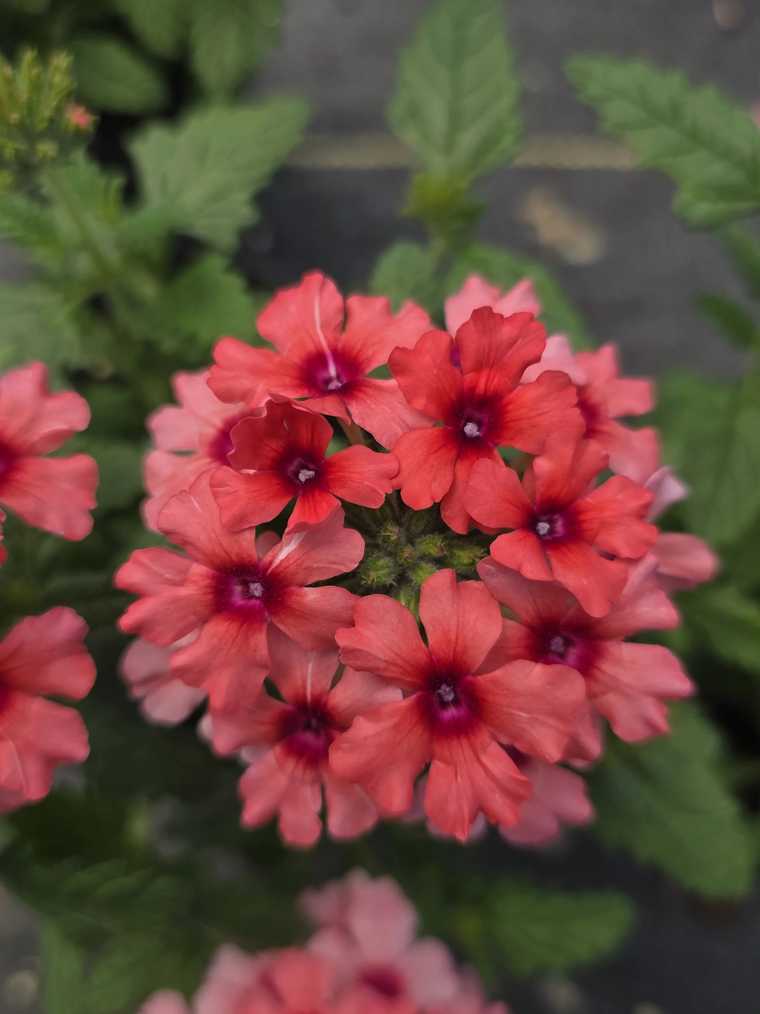 salmmon verbena.jpg