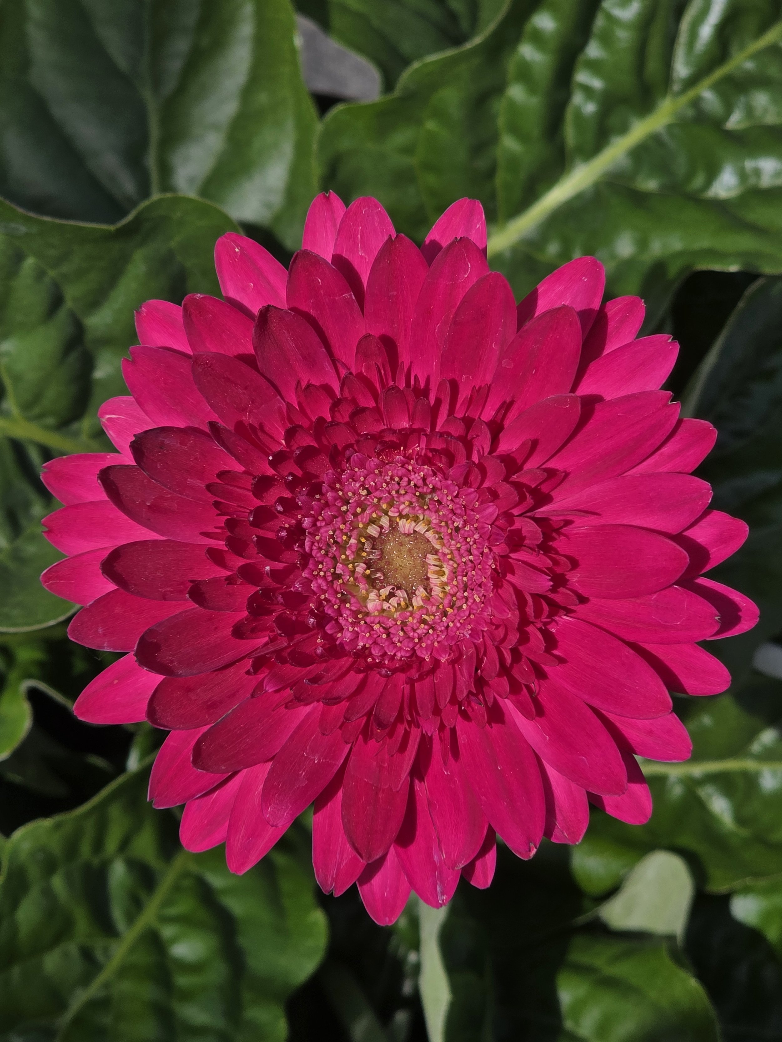Gerb dark pink.jpg