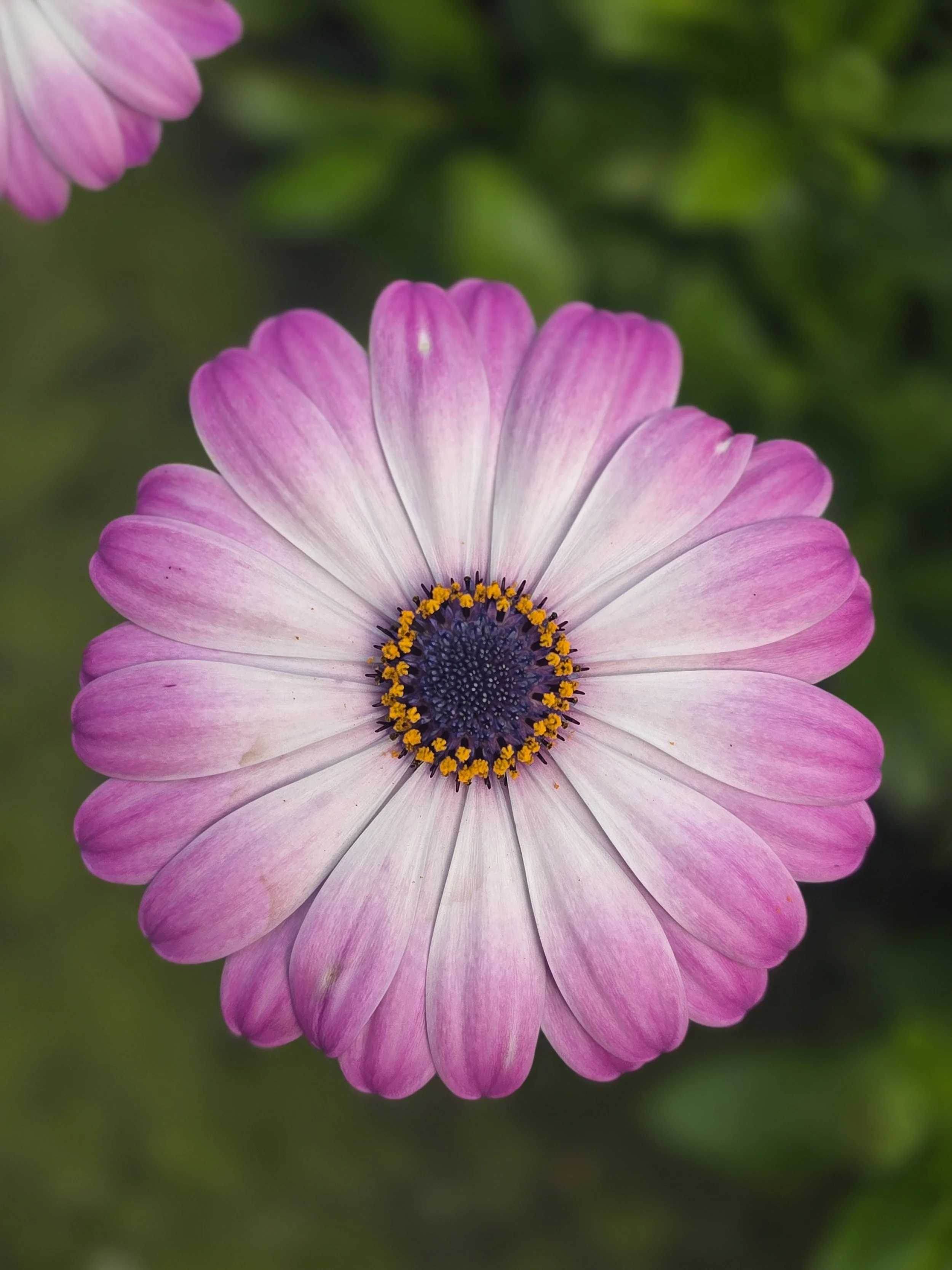 Oste compact pink plus eye.jpg
