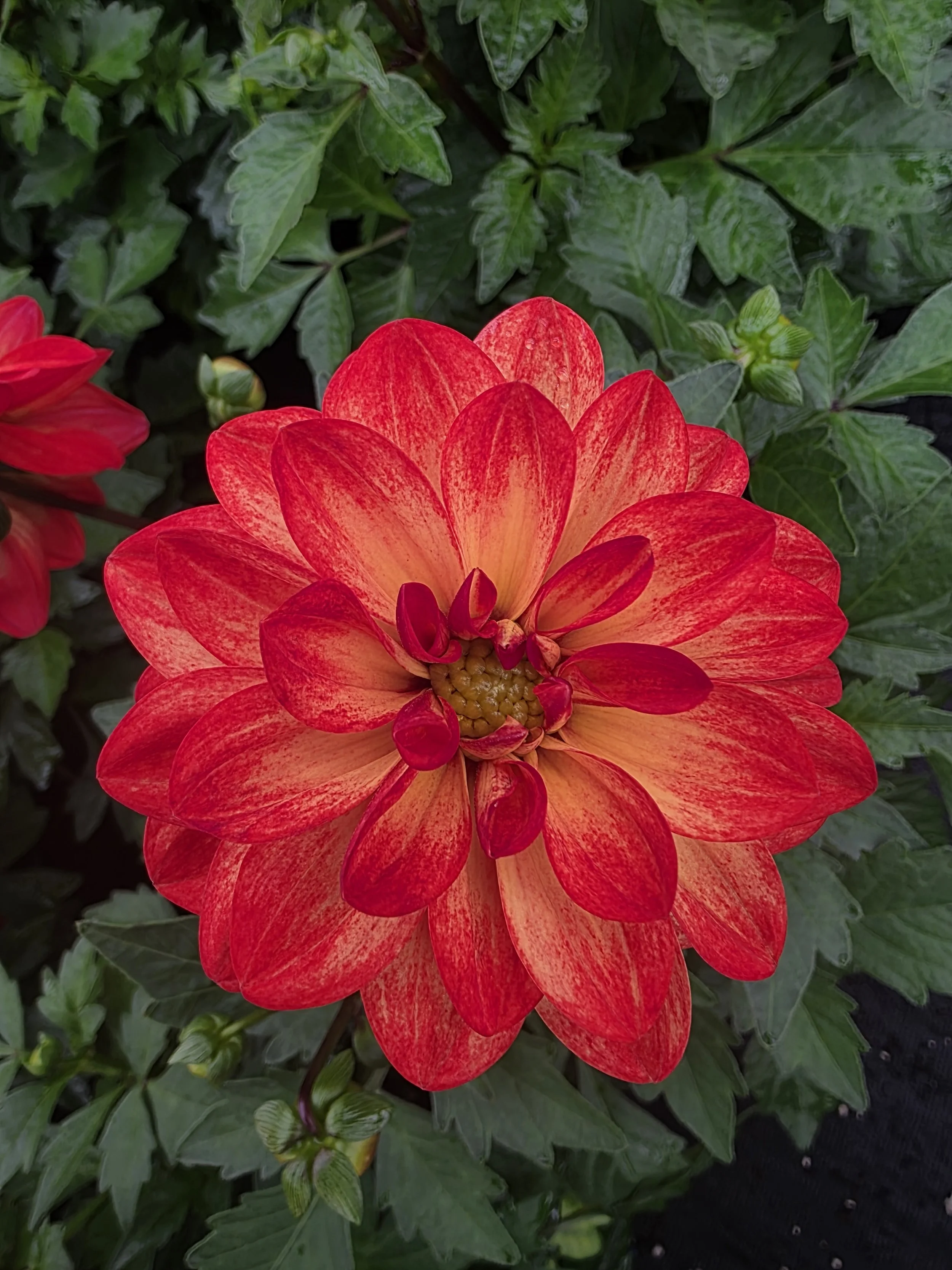 Red dahlia.jpg
