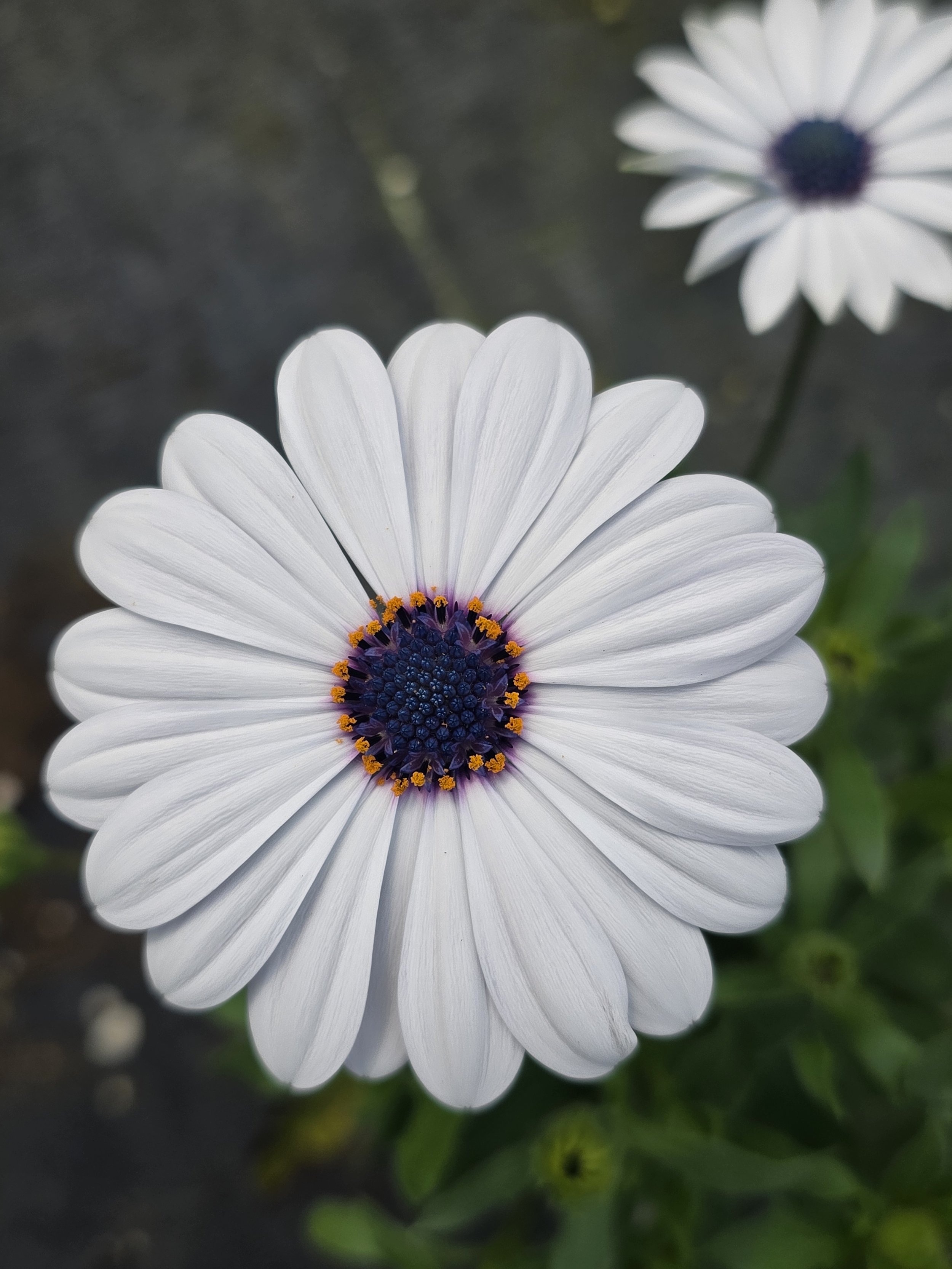 Oste compact white.jpg