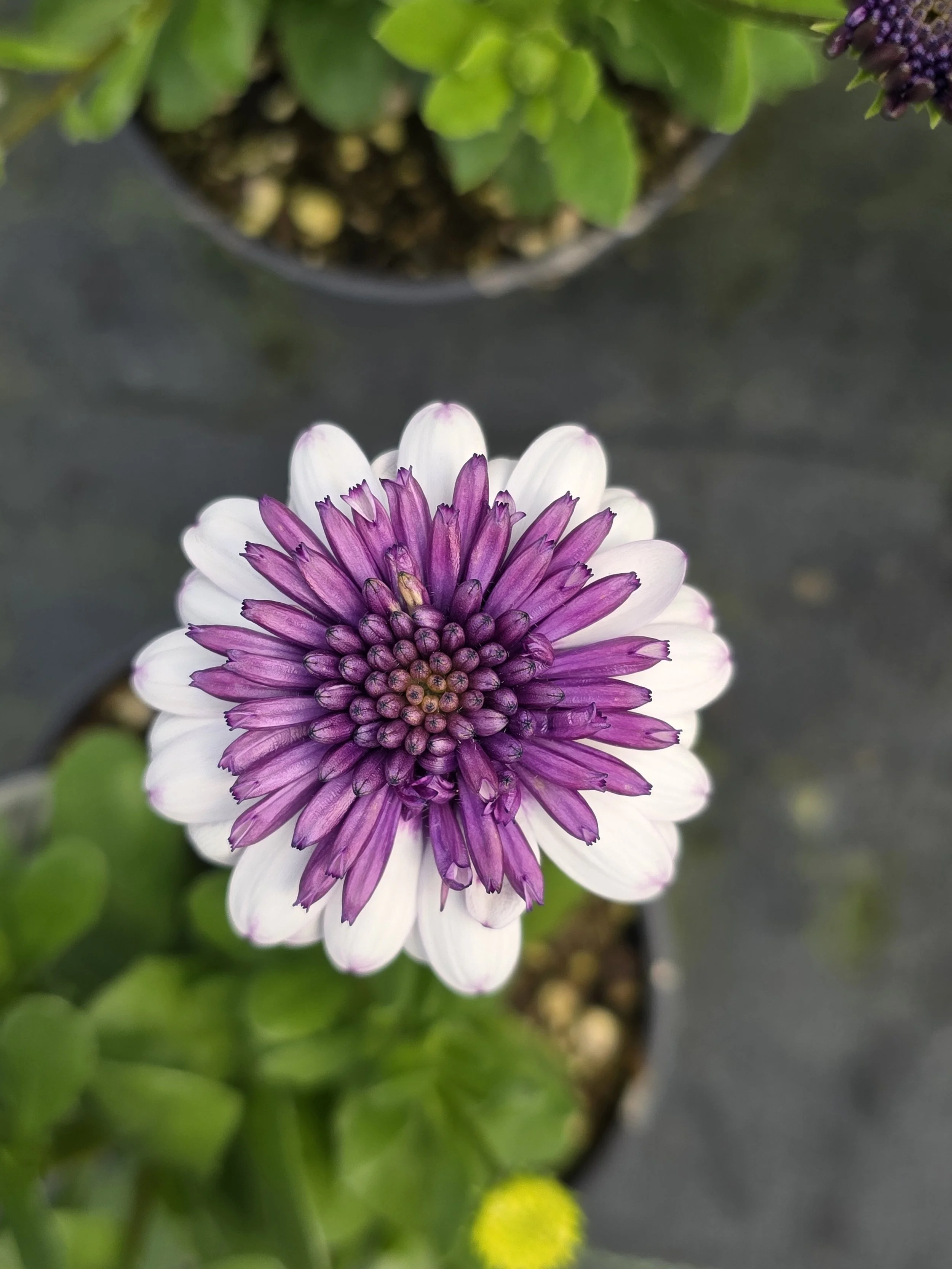 Oste 4d violet ice.jpg