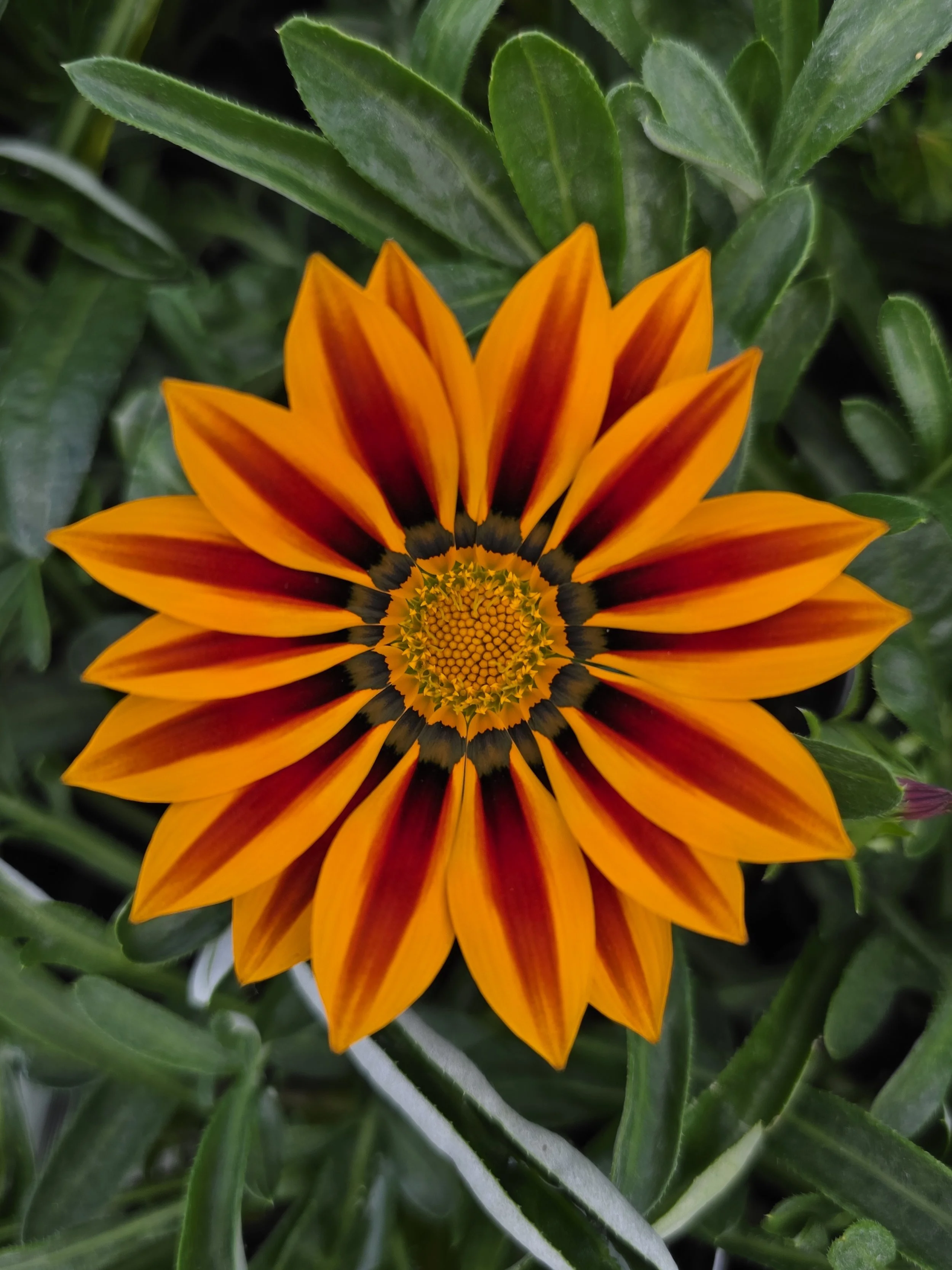 Gazania.jpg